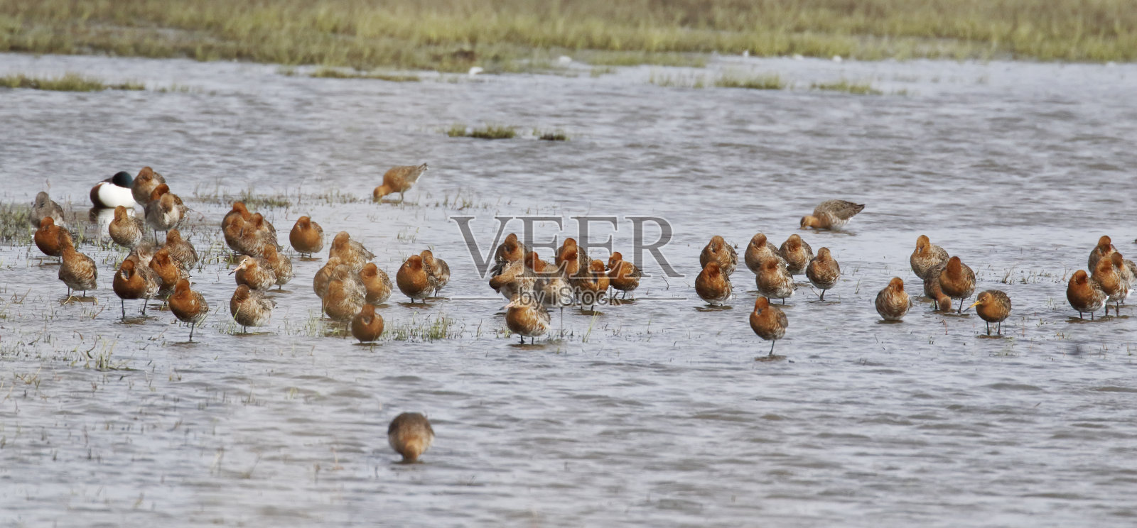 黑尾塍鹬(Limosa Limosa)与岛虱照片摄影图片