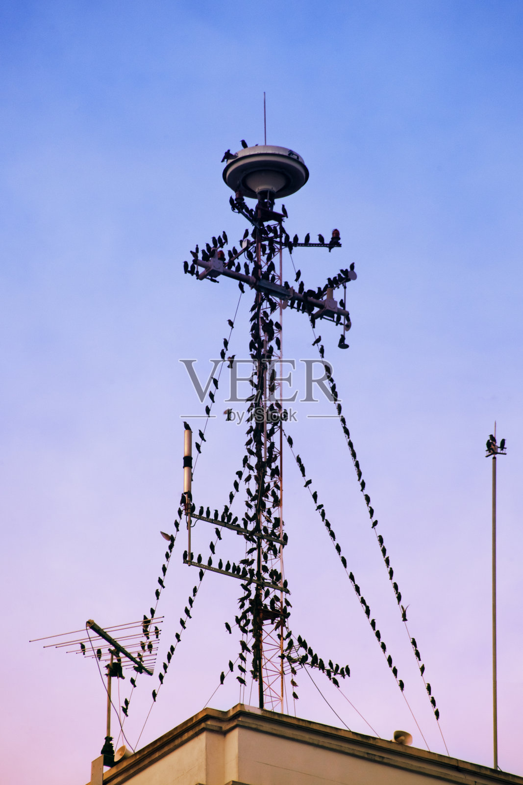 椋鸟栖息在建筑物顶部的缆绳上。照片摄影图片