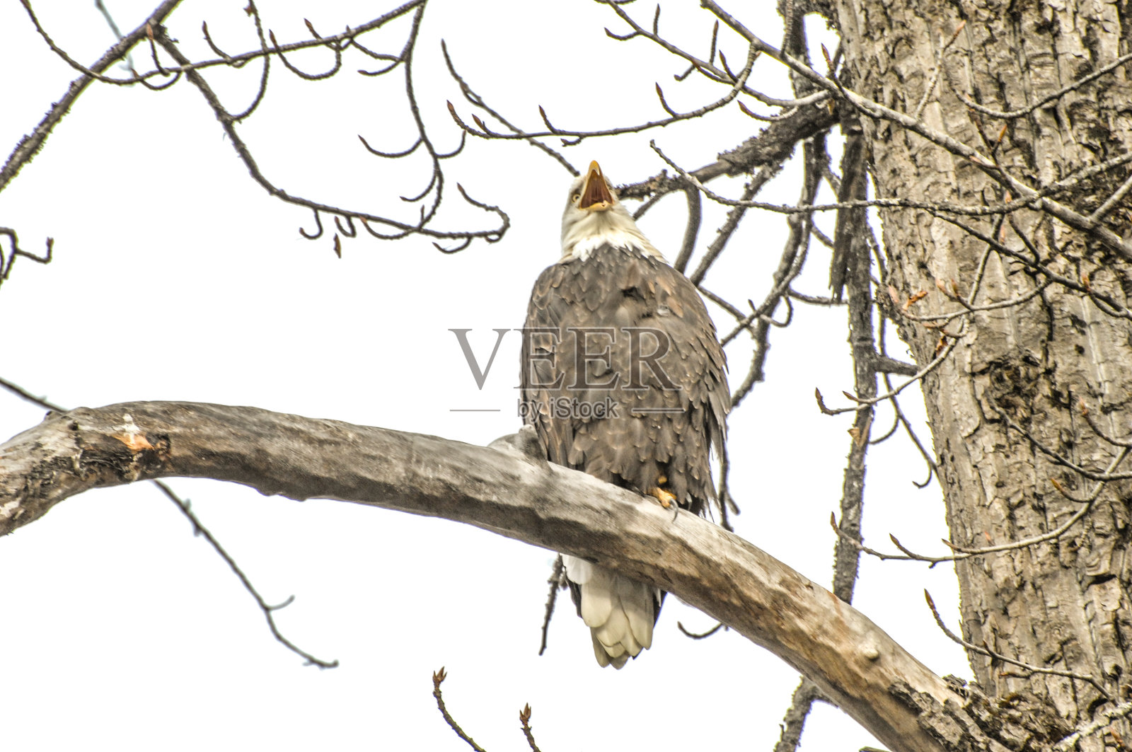 坐在树上的秃鹰照片摄影图片