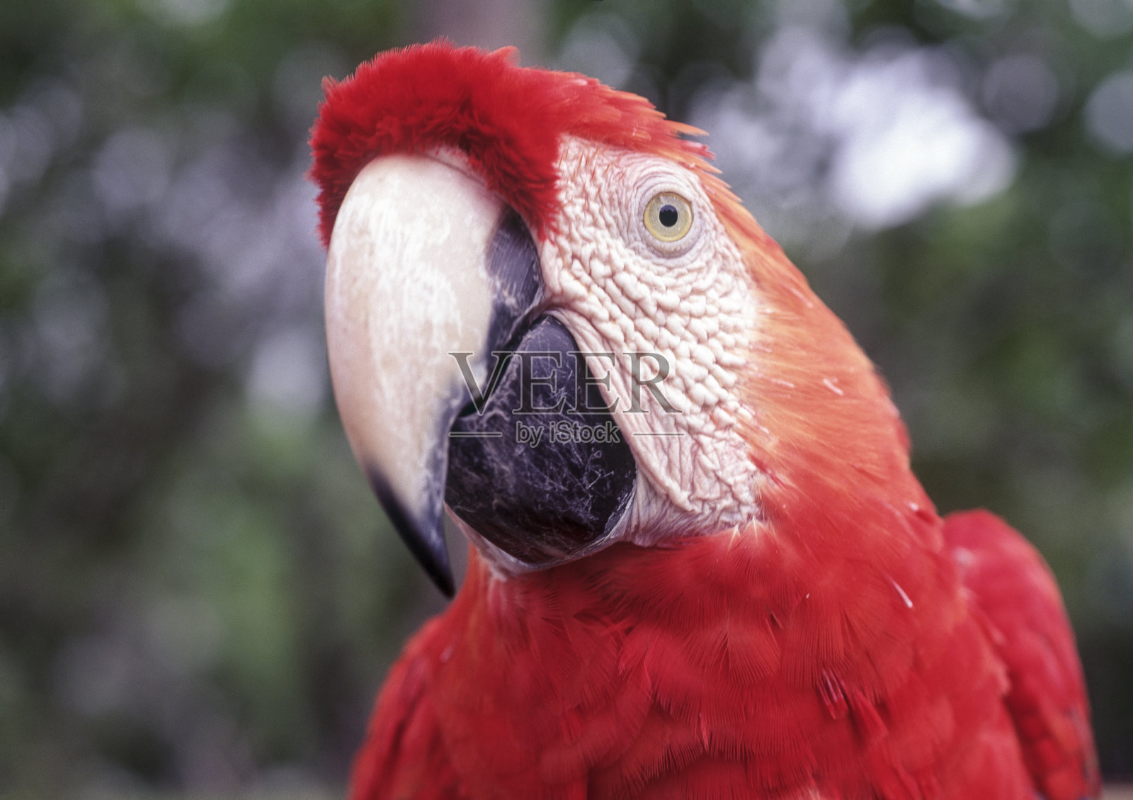 野外的金刚鹦鹉照片摄影图片