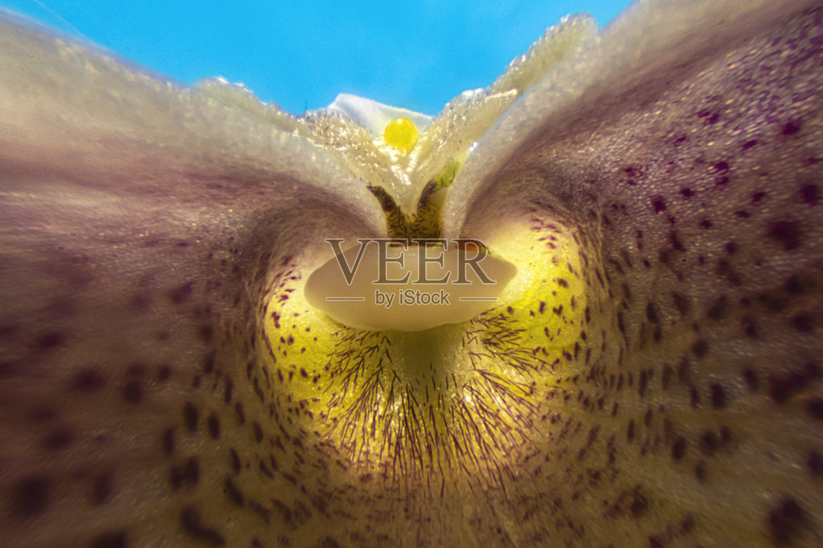 兰花内部特写照片摄影图片