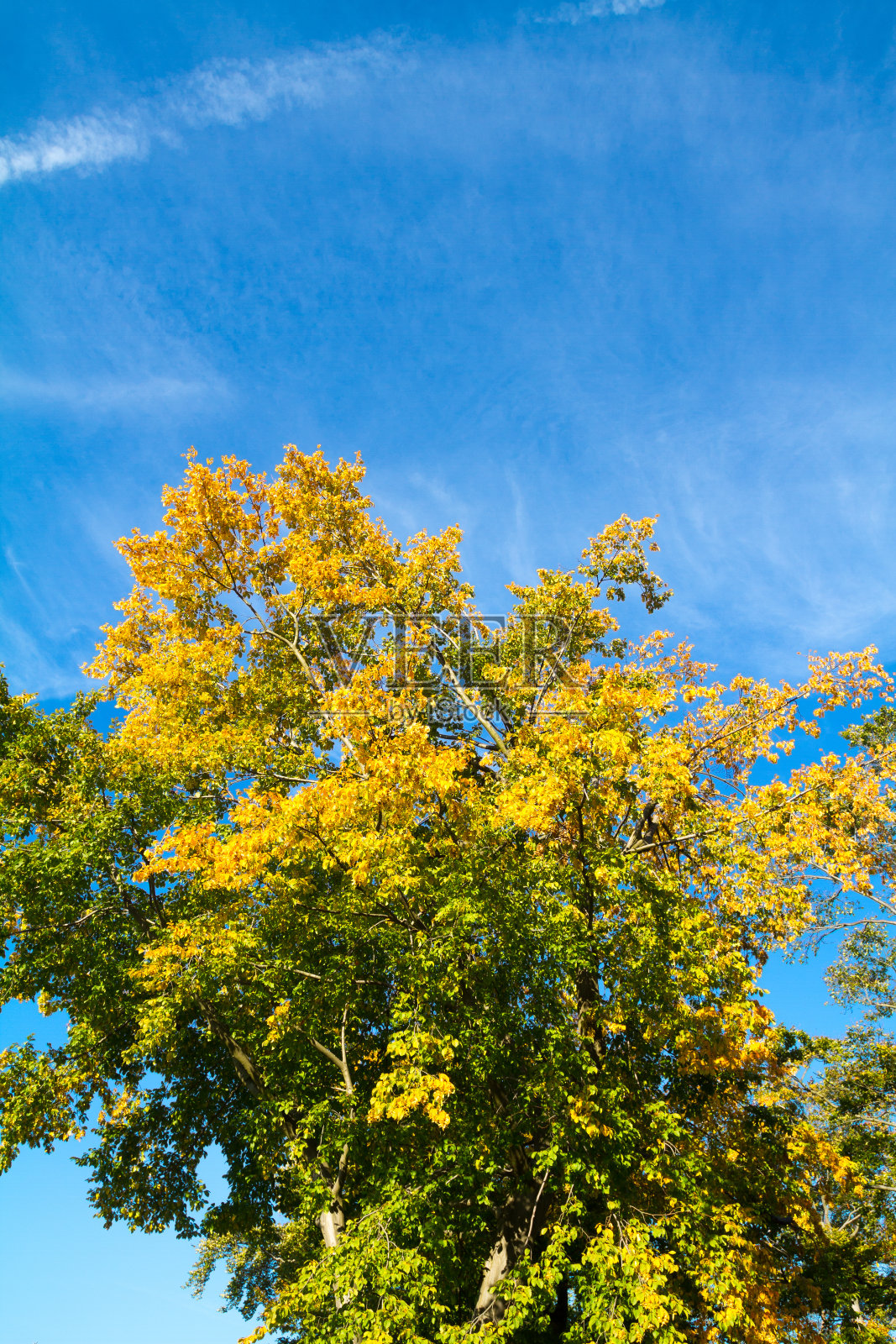 秋天彩色的树顶的落叶树在天空照片摄影图片