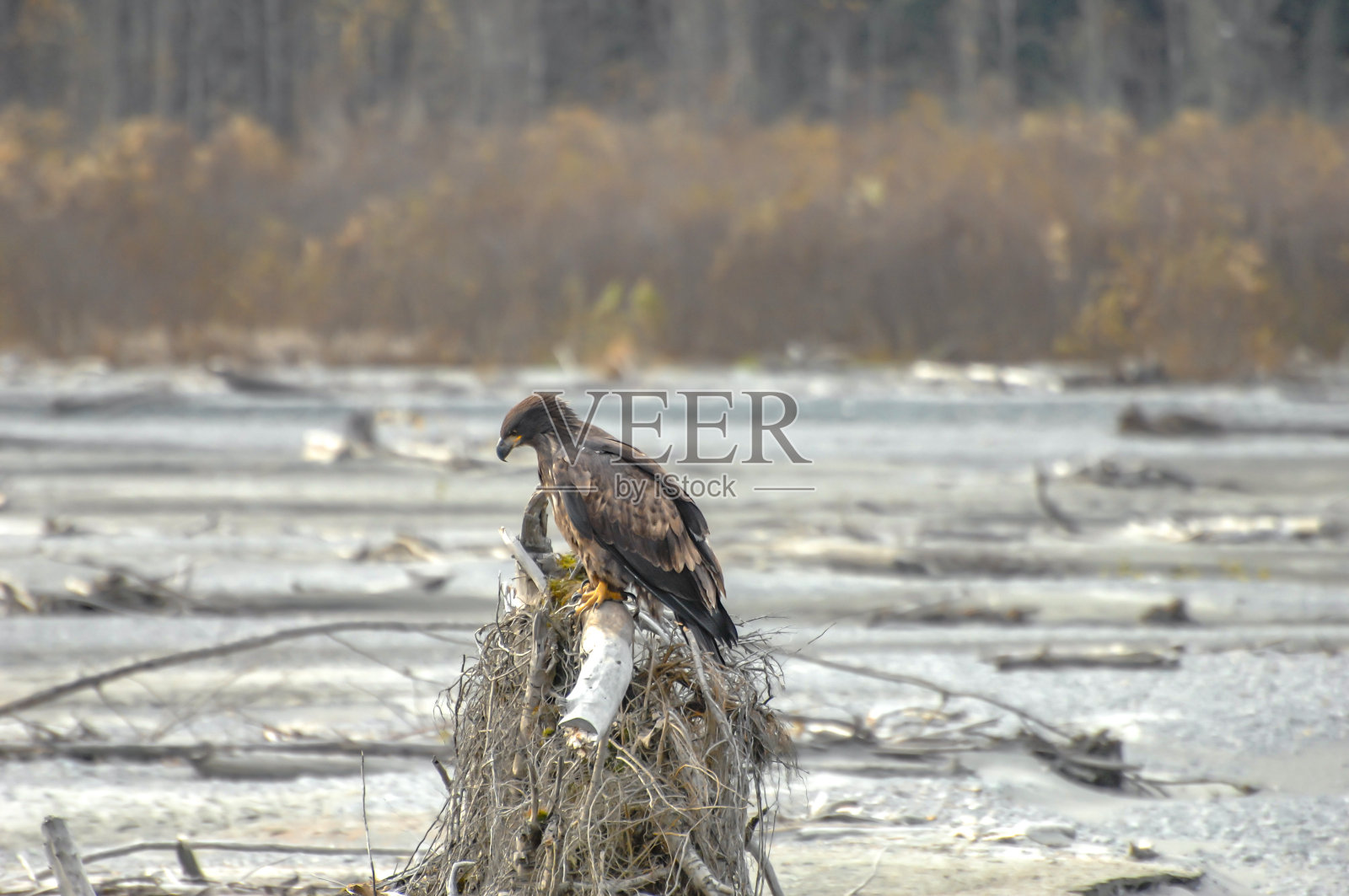 秃鹰坐在浮木上照片摄影图片