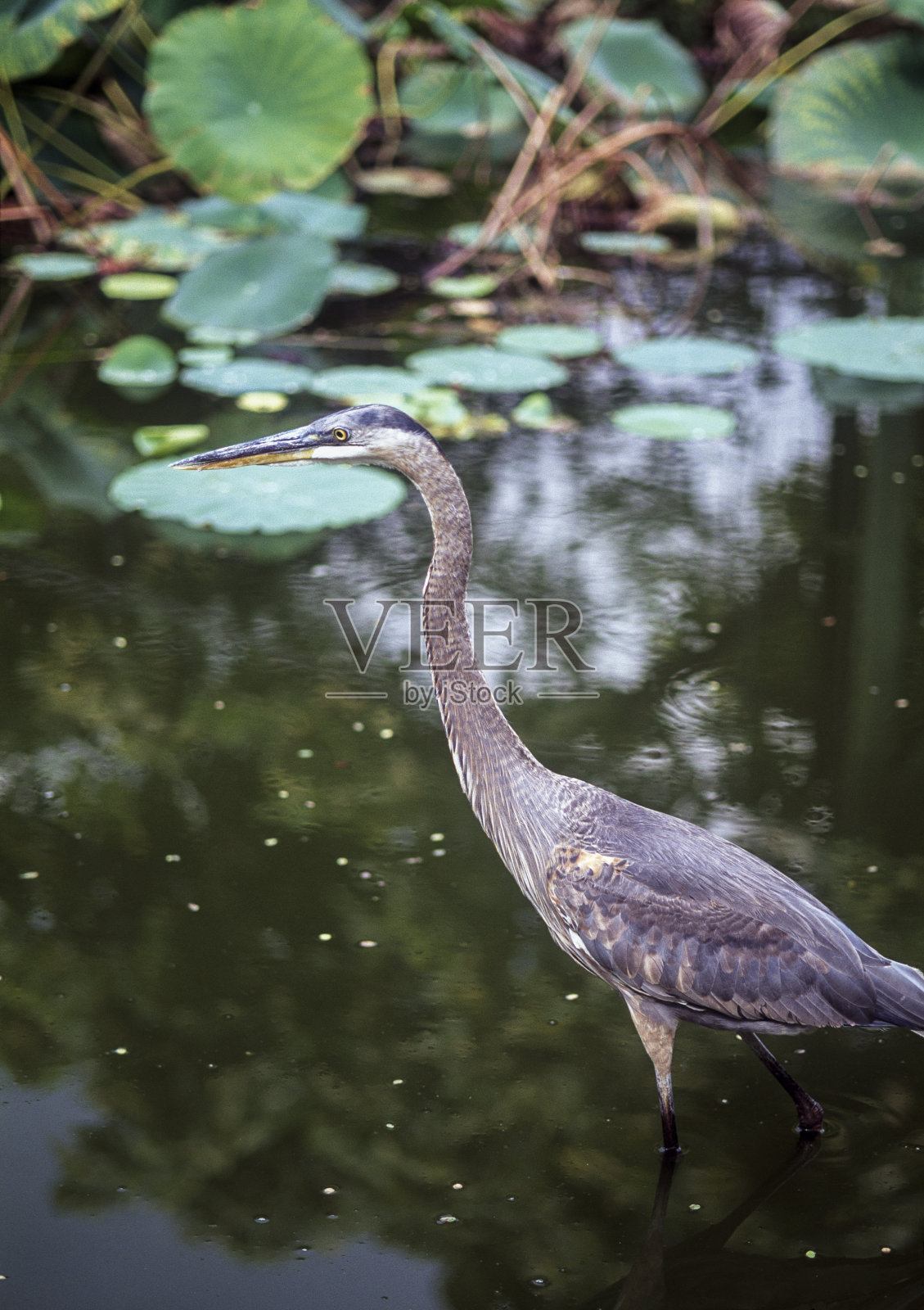 池塘里的大蓝鹭照片摄影图片