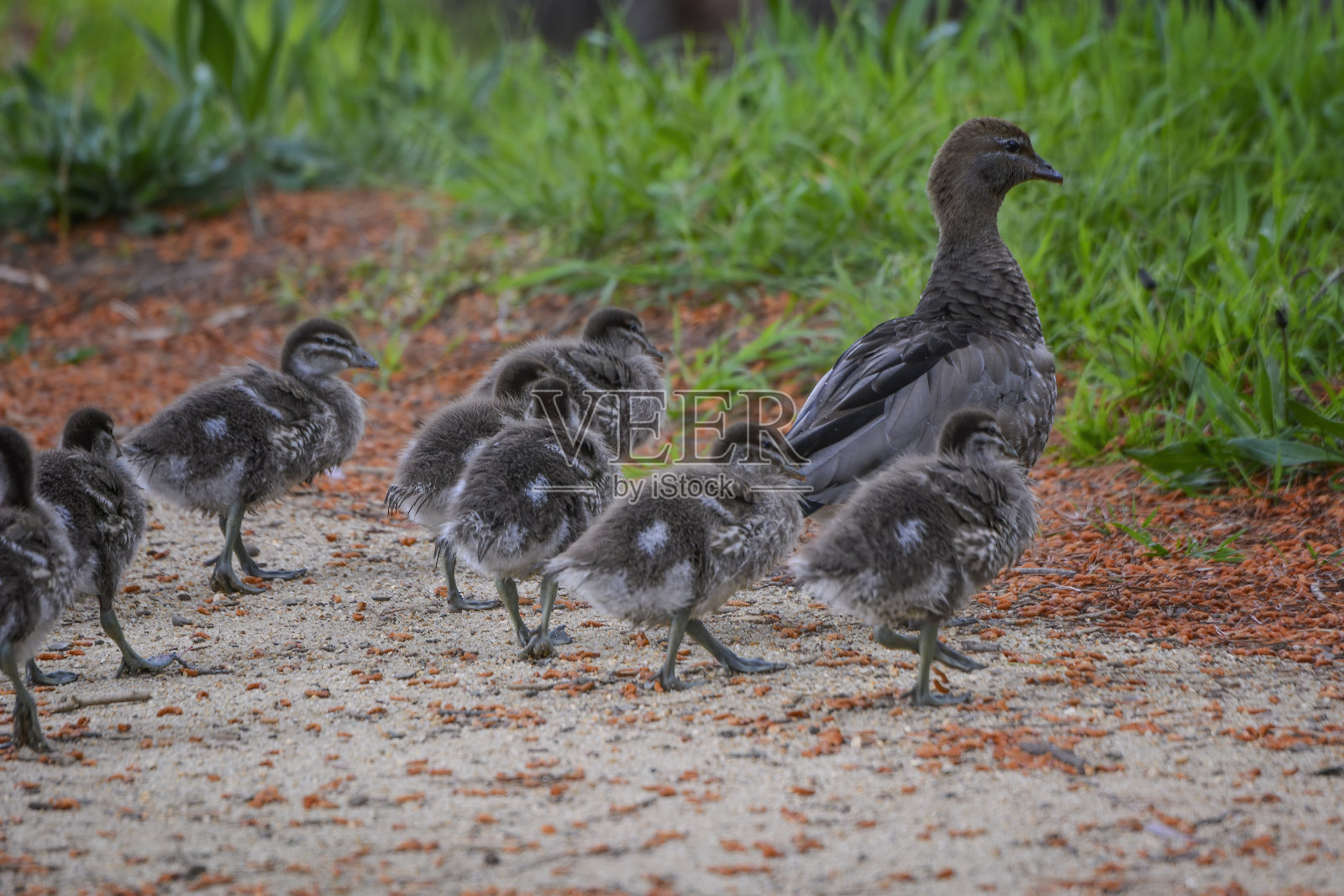 澳洲木鸭科照片摄影图片