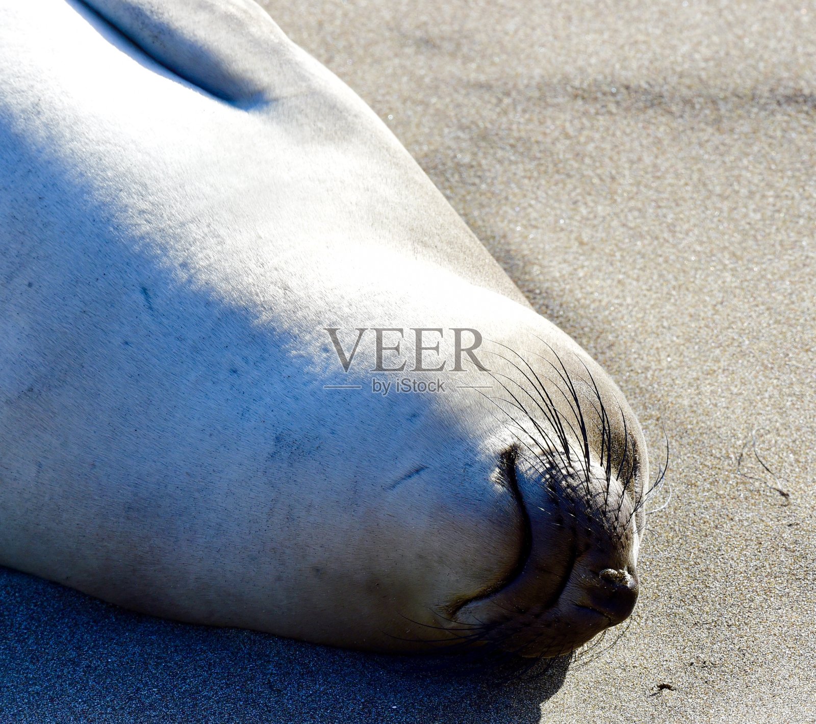 圣西蒙象海豹照片摄影图片