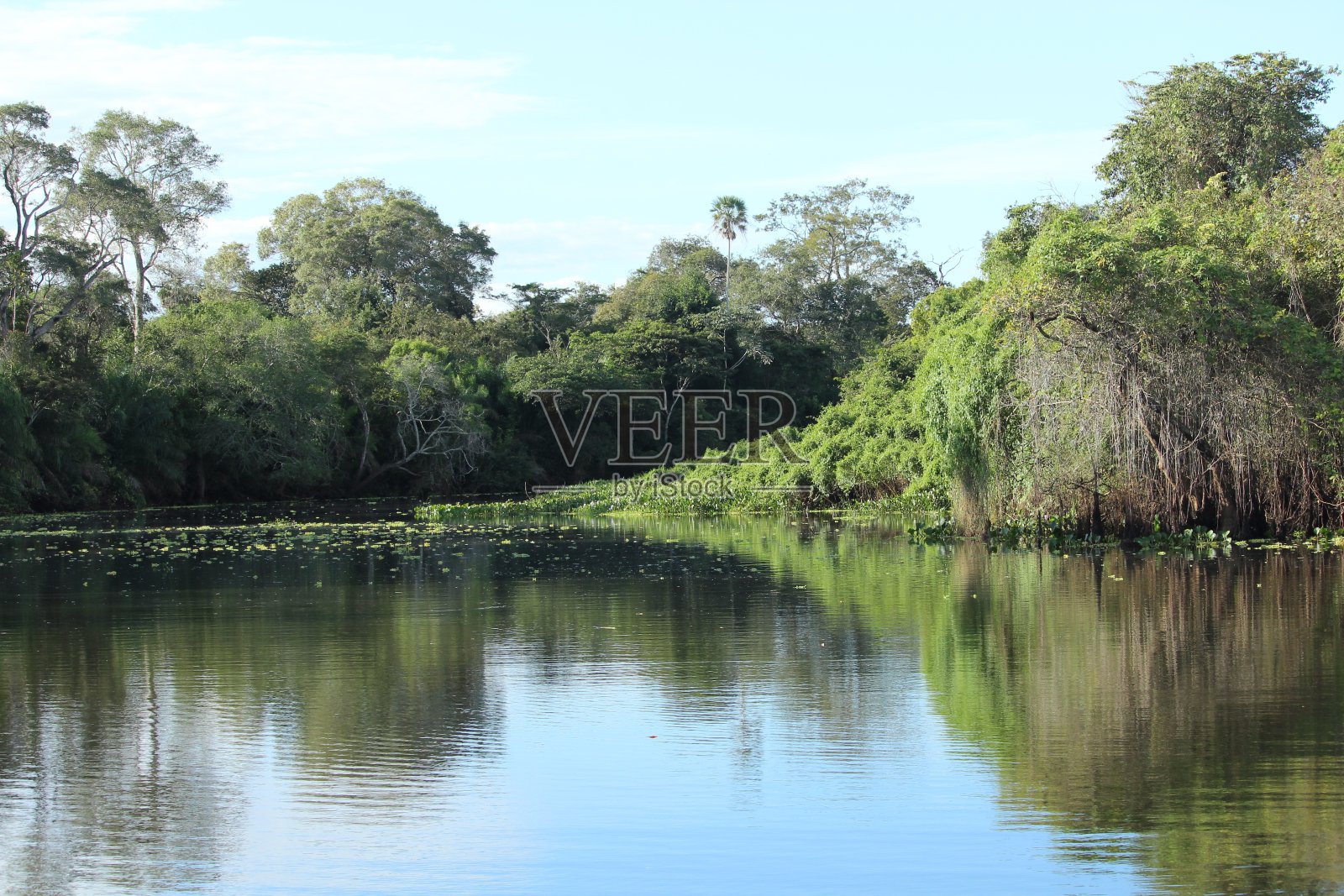 潘塔纳尔的景观有树木，非常绿色的植物和洪水泛滥的地区。南马托格罗索州，巴西。照片摄影图片