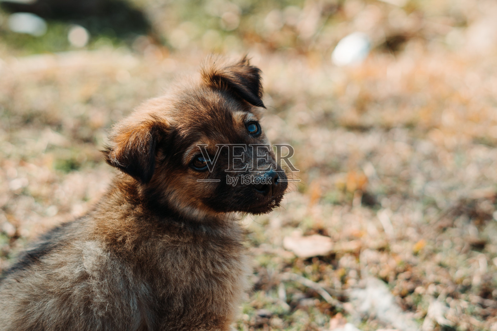 可爱的小狗坐在草地上的特写镜头照片摄影图片
