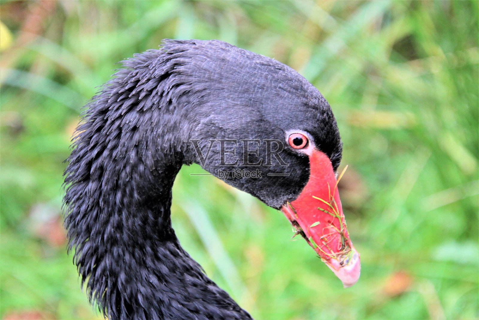 黑天鹅的特写照片摄影图片