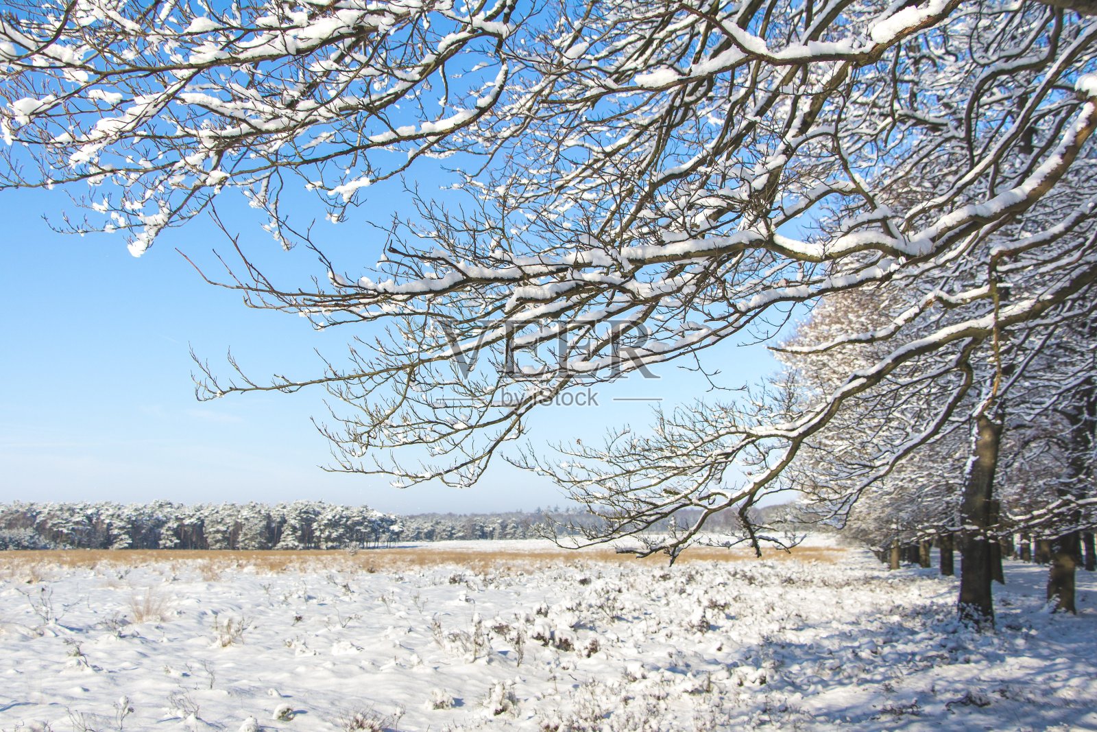 荷兰冬石南景观照片摄影图片