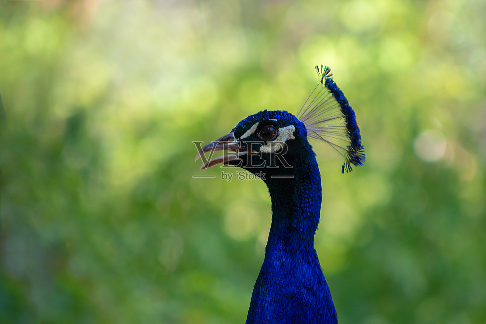 可爱的孔雀(明亮的鸟)在绿色的背景上的特写照片摄影图片