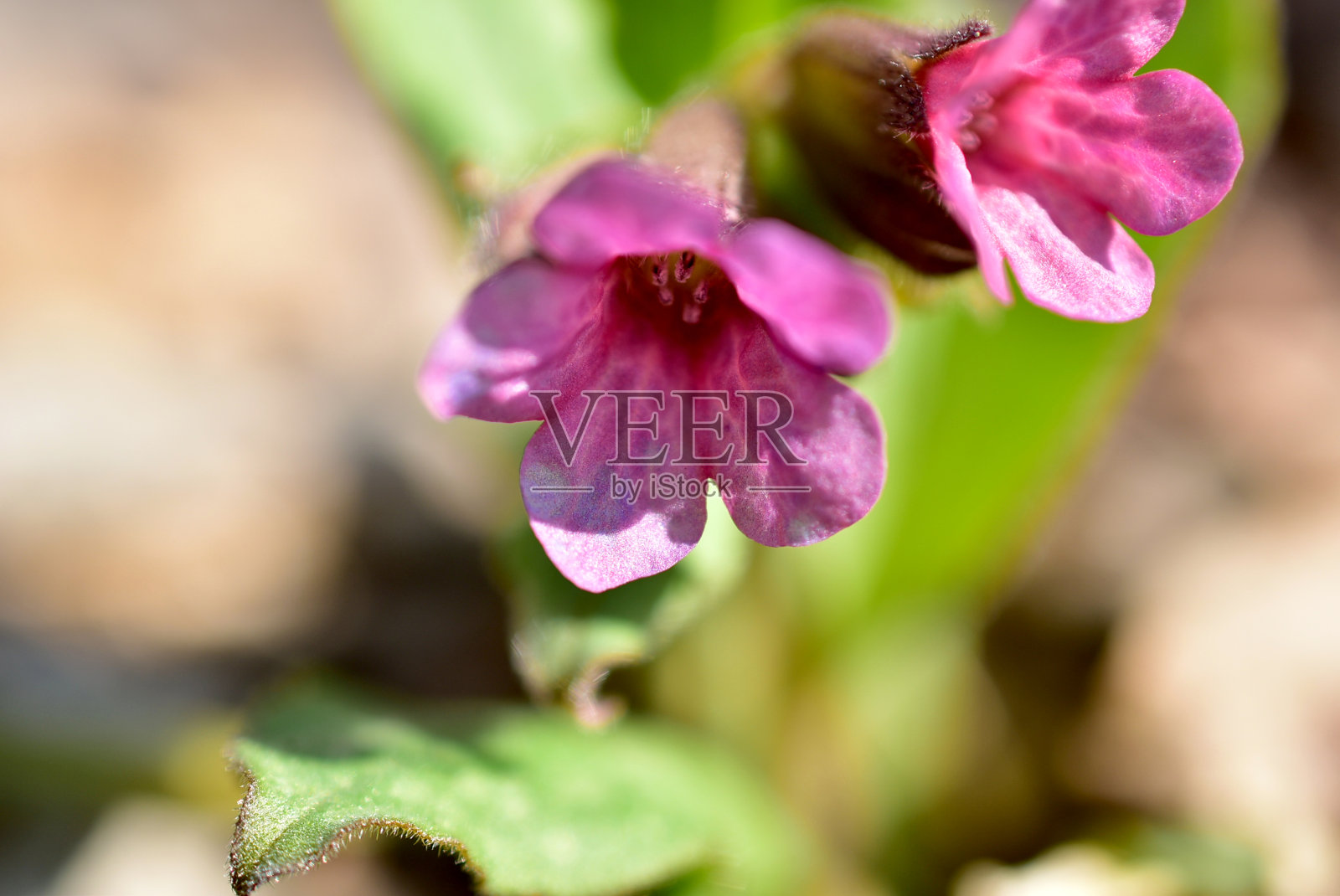 娇嫩的花铃铛近距离在森林林间空地。照片摄影图片