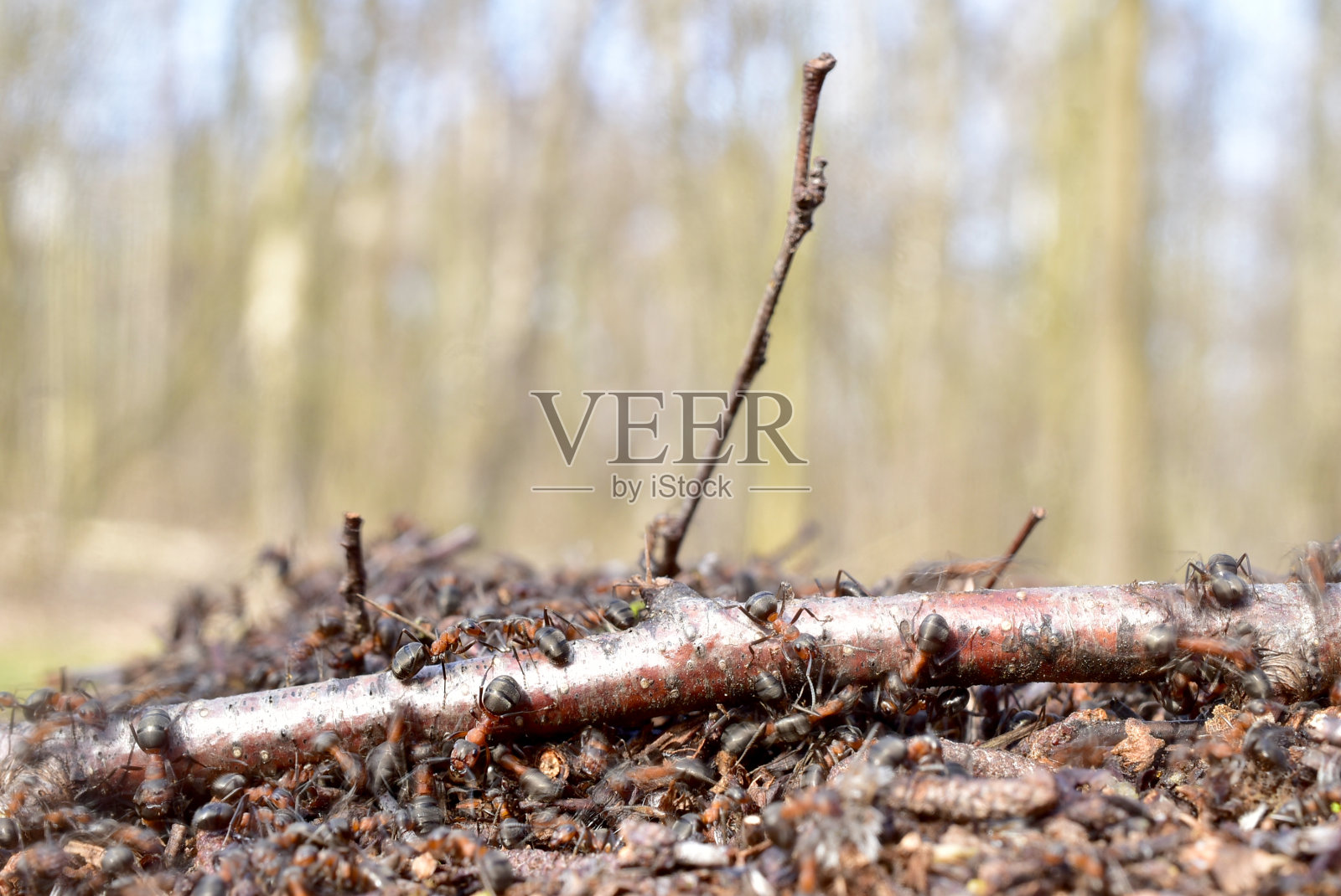 一群蚂蚁在一根树枝上爬行的特写。照片摄影图片