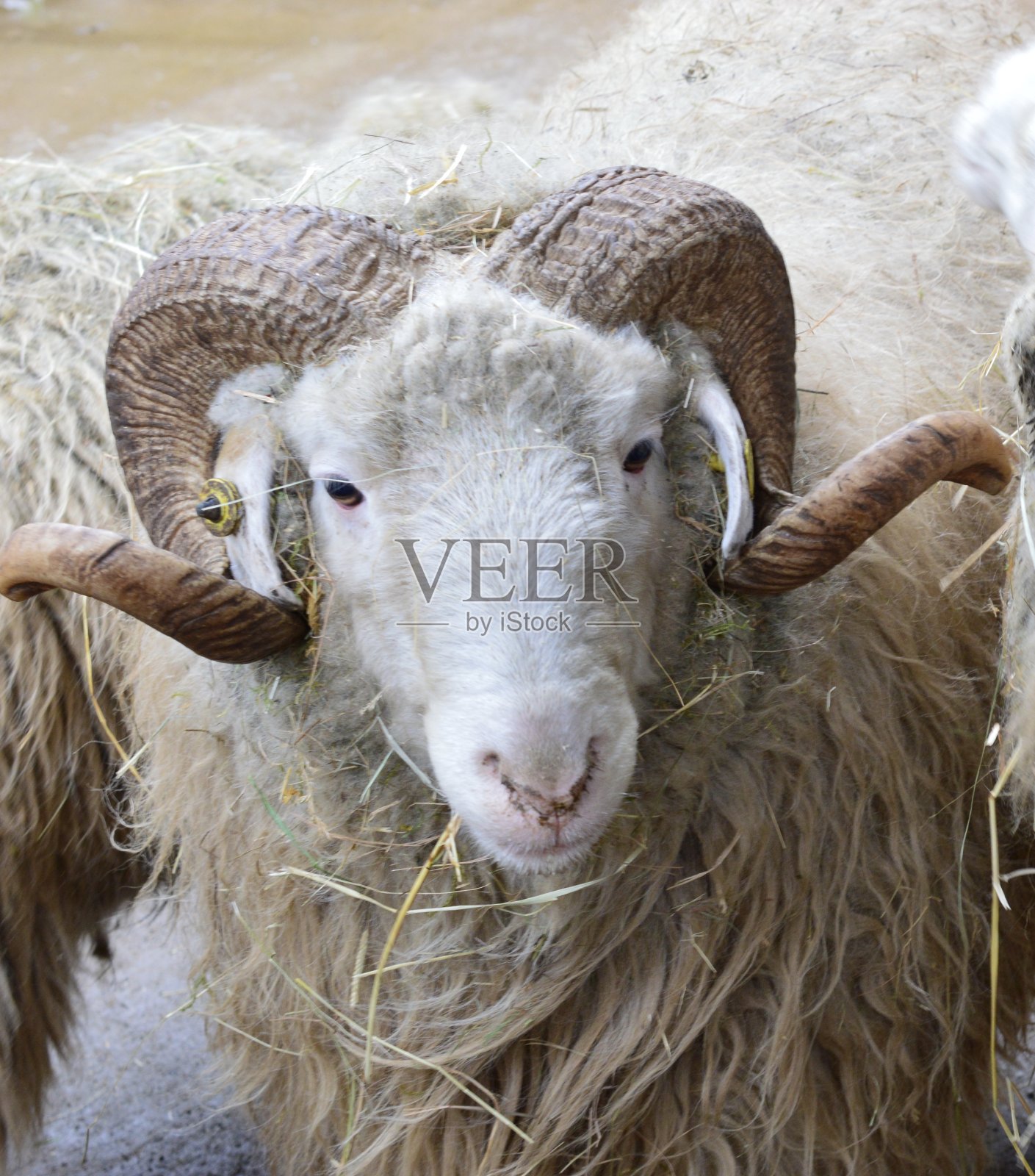 羊的画像照片摄影图片