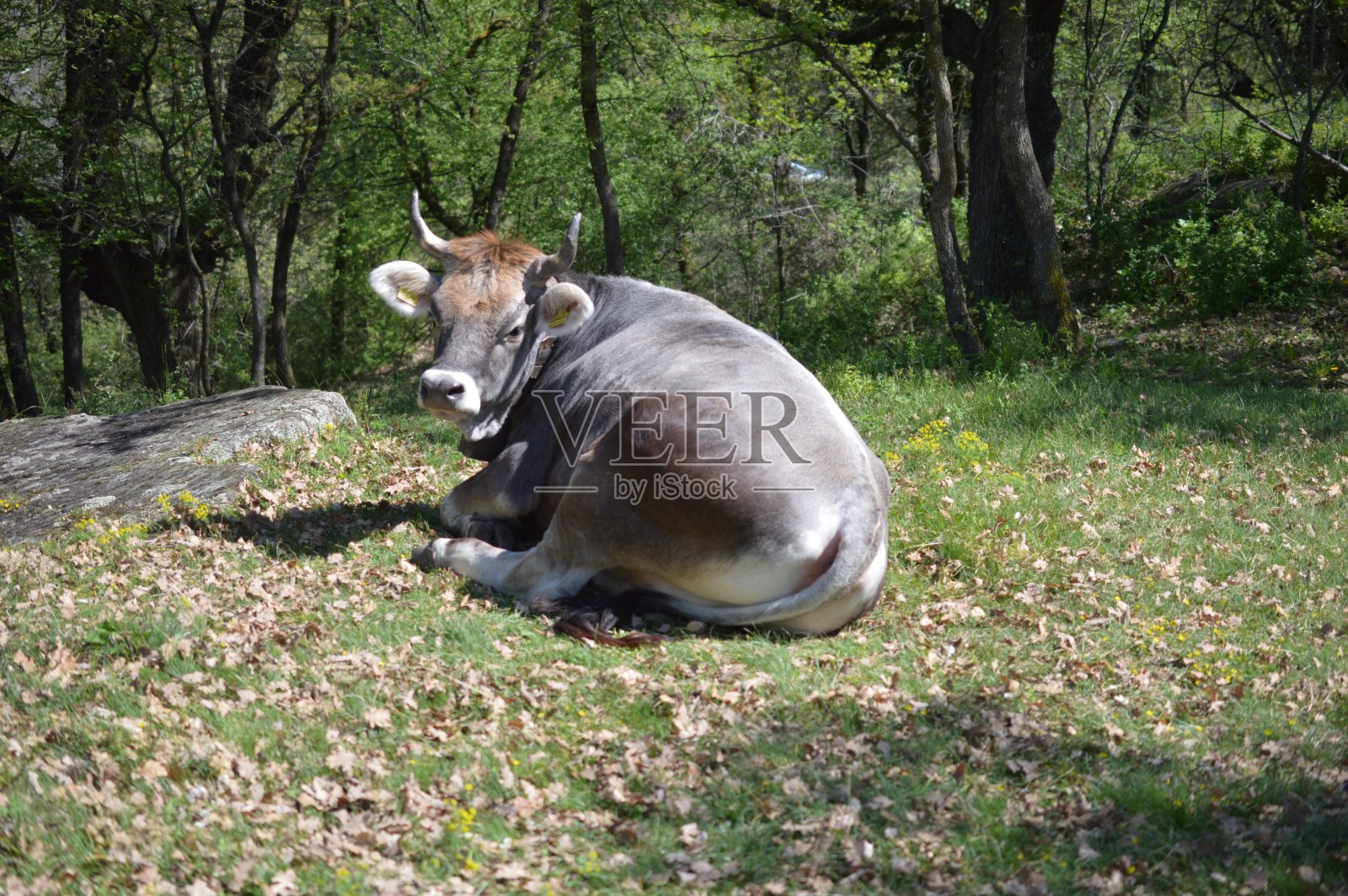 草地上的一头牛照片摄影图片