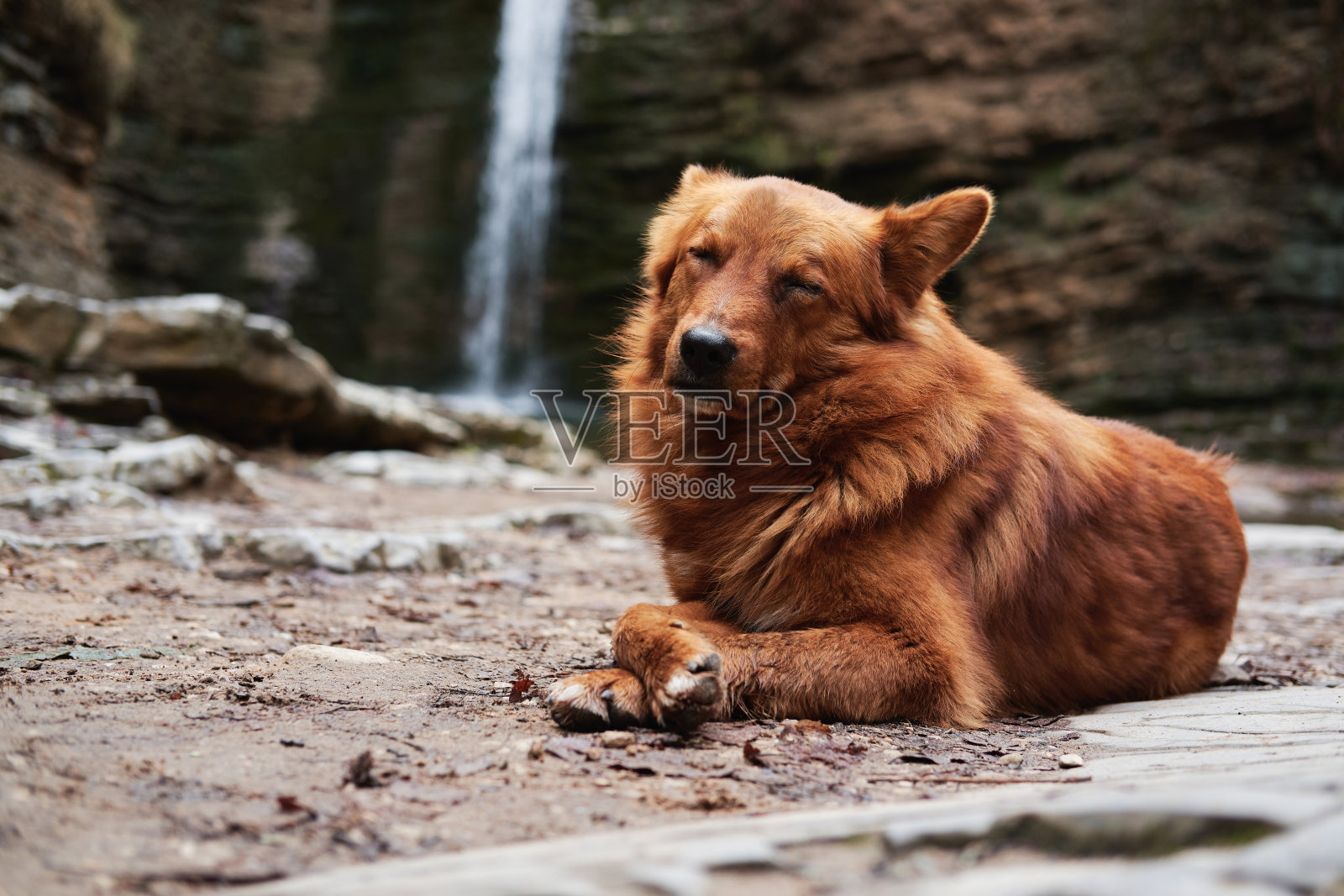 可爱的狗在河边的山中旅行。美丽的深红色杂种狗躺在瀑布附近，享受闭着眼睛的时刻。照片摄影图片