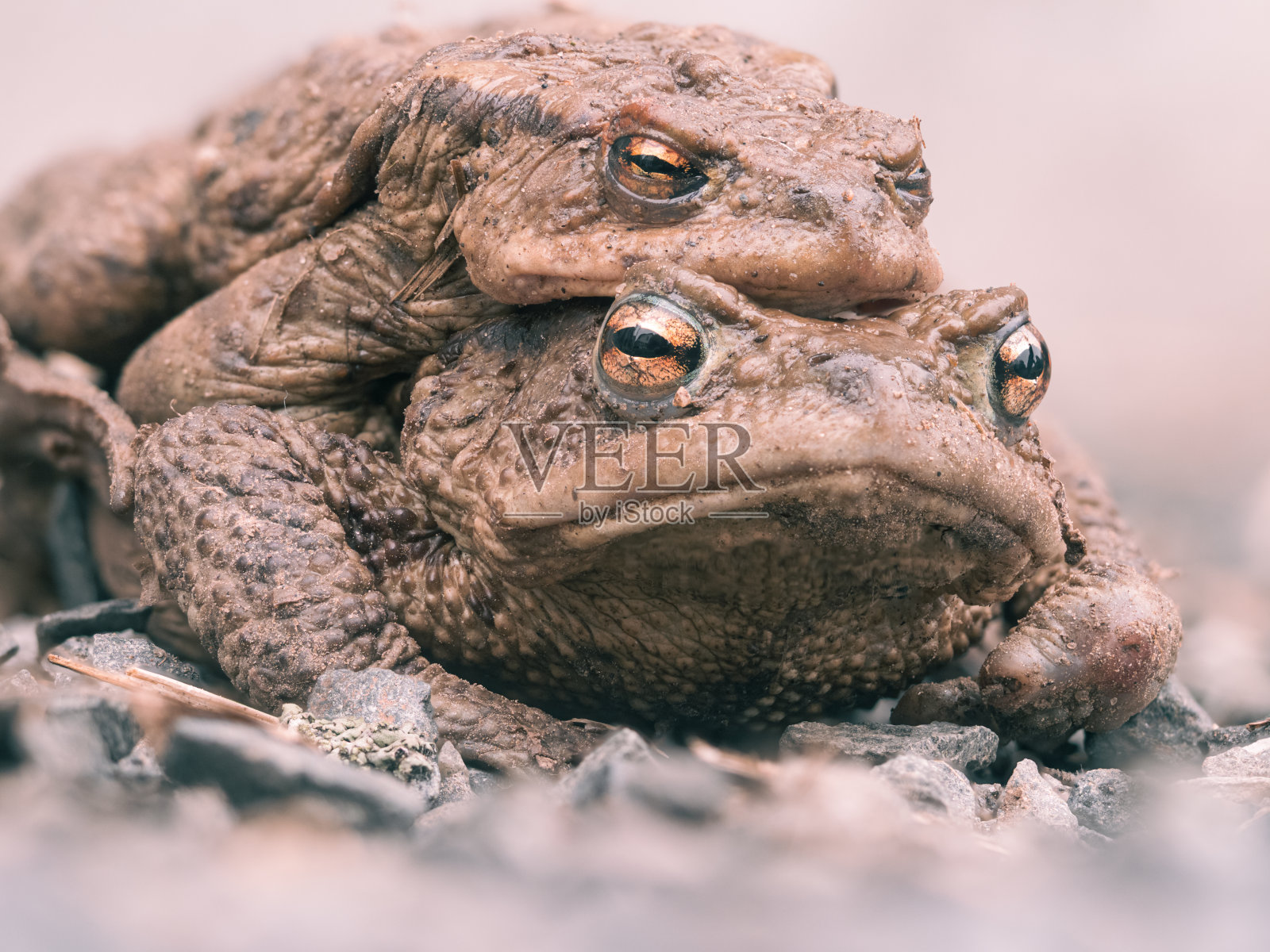 两只蟾蜍野外交配特写照片摄影图片