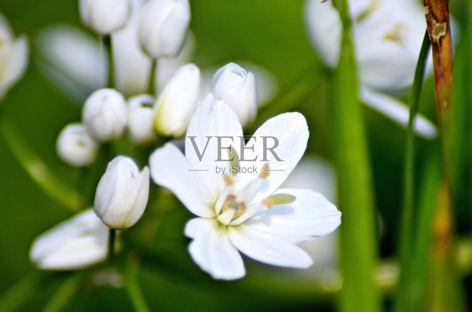 白色开花植物特写照片摄影图片