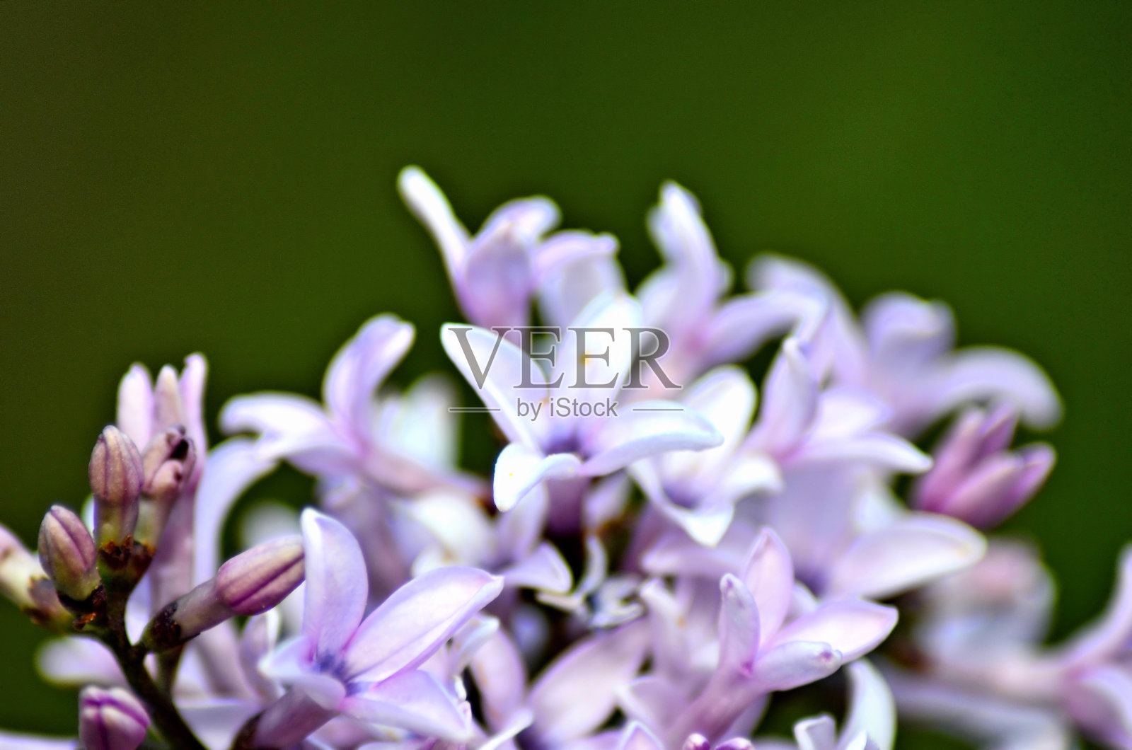 粉红色开花植物特写镜头照片摄影图片