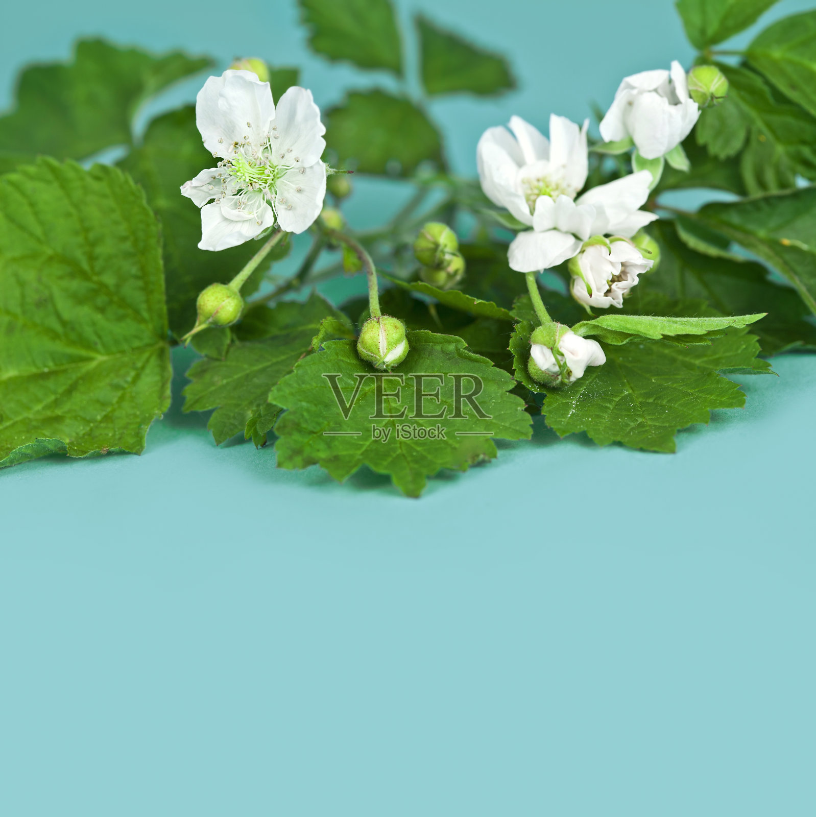 黑莓的花和叶照片摄影图片