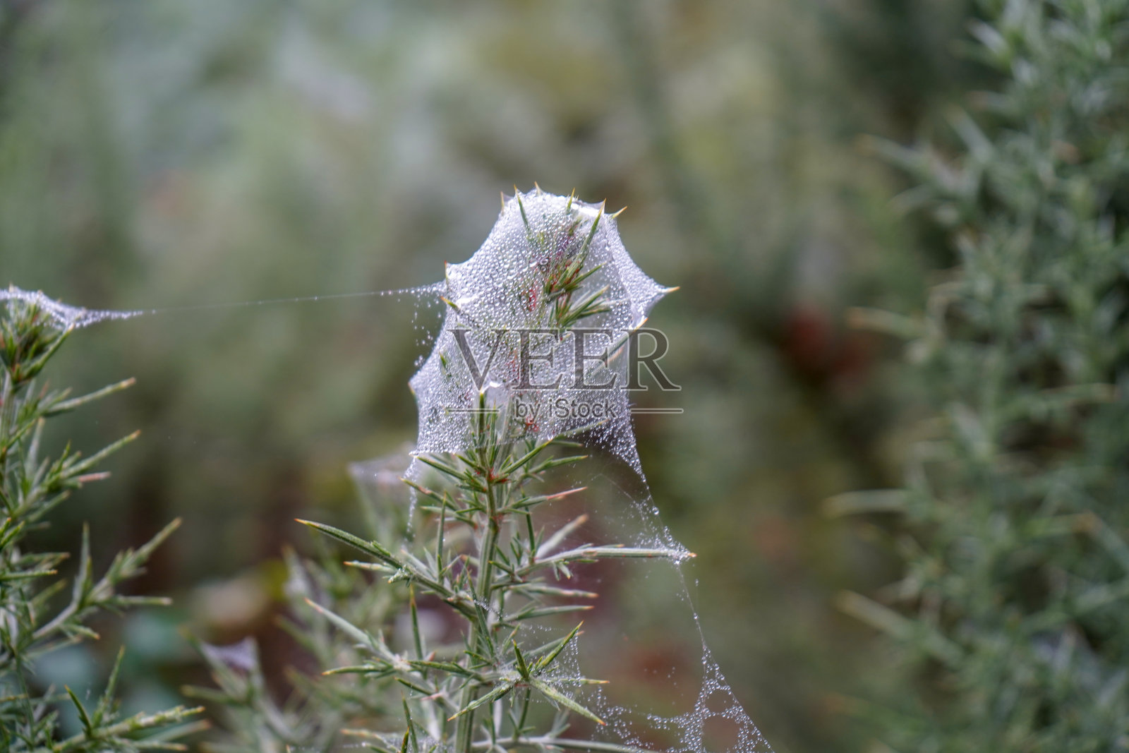 清晨，石南花和金雀花上的蜘蛛网照片摄影图片
