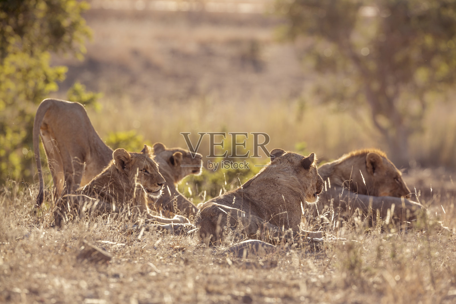 南非克鲁格国家公园里的非洲狮照片摄影图片