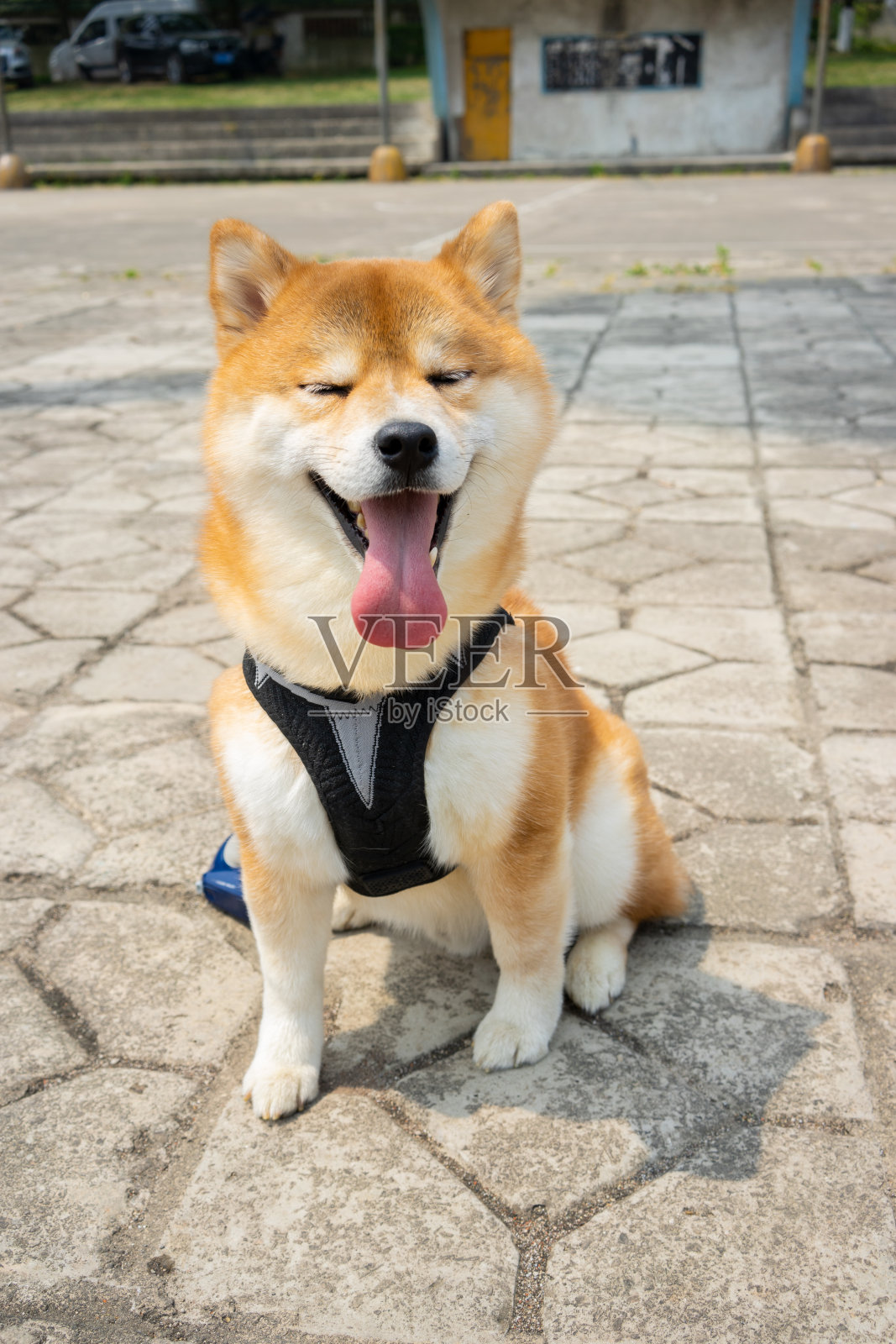 柴狗眯着眼睛坐在地上照片摄影图片