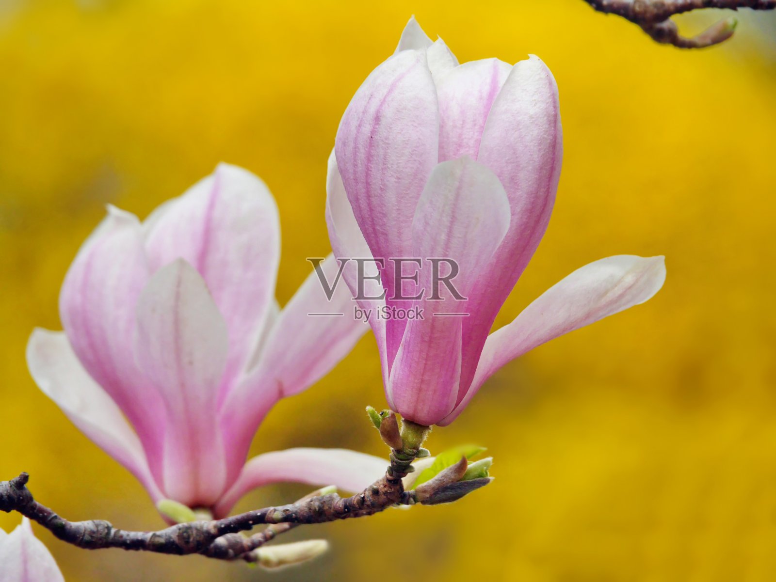 黄色背景上的粉红色木兰花照片摄影图片