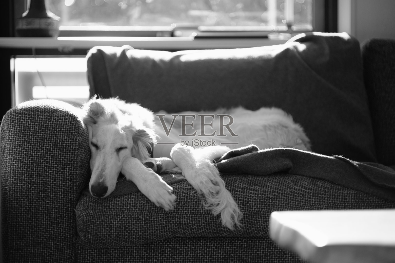 狗放松照片摄影图片