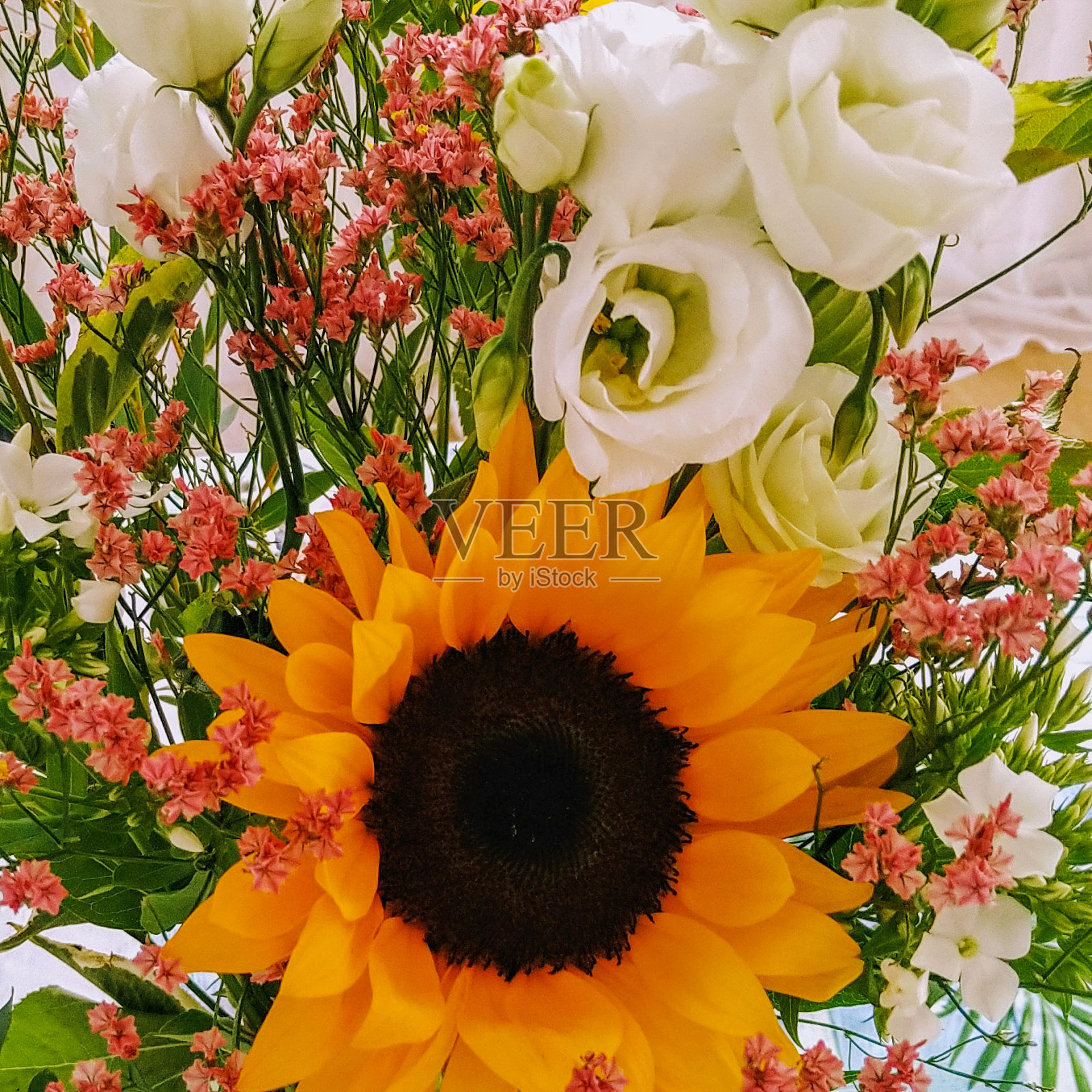 向日葵照片摄影图片