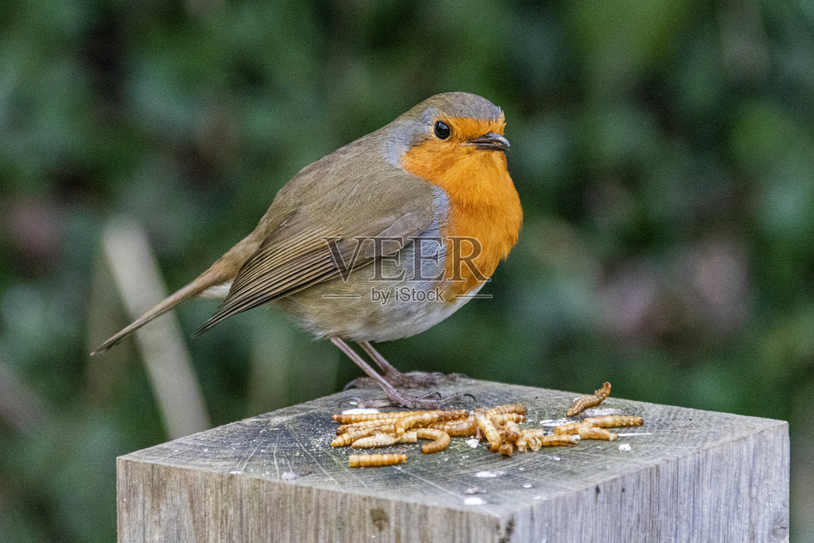 冬天里一只知更鸟(rubecula)在树枝上的特写:大托灵顿，德文，英格兰。照片摄影图片