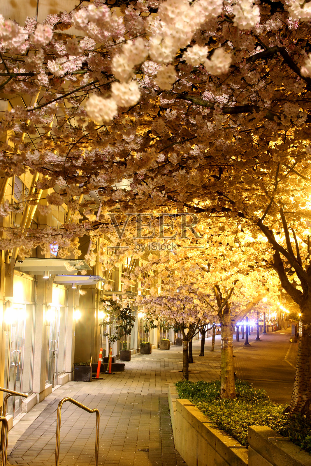 花隧道照片摄影图片