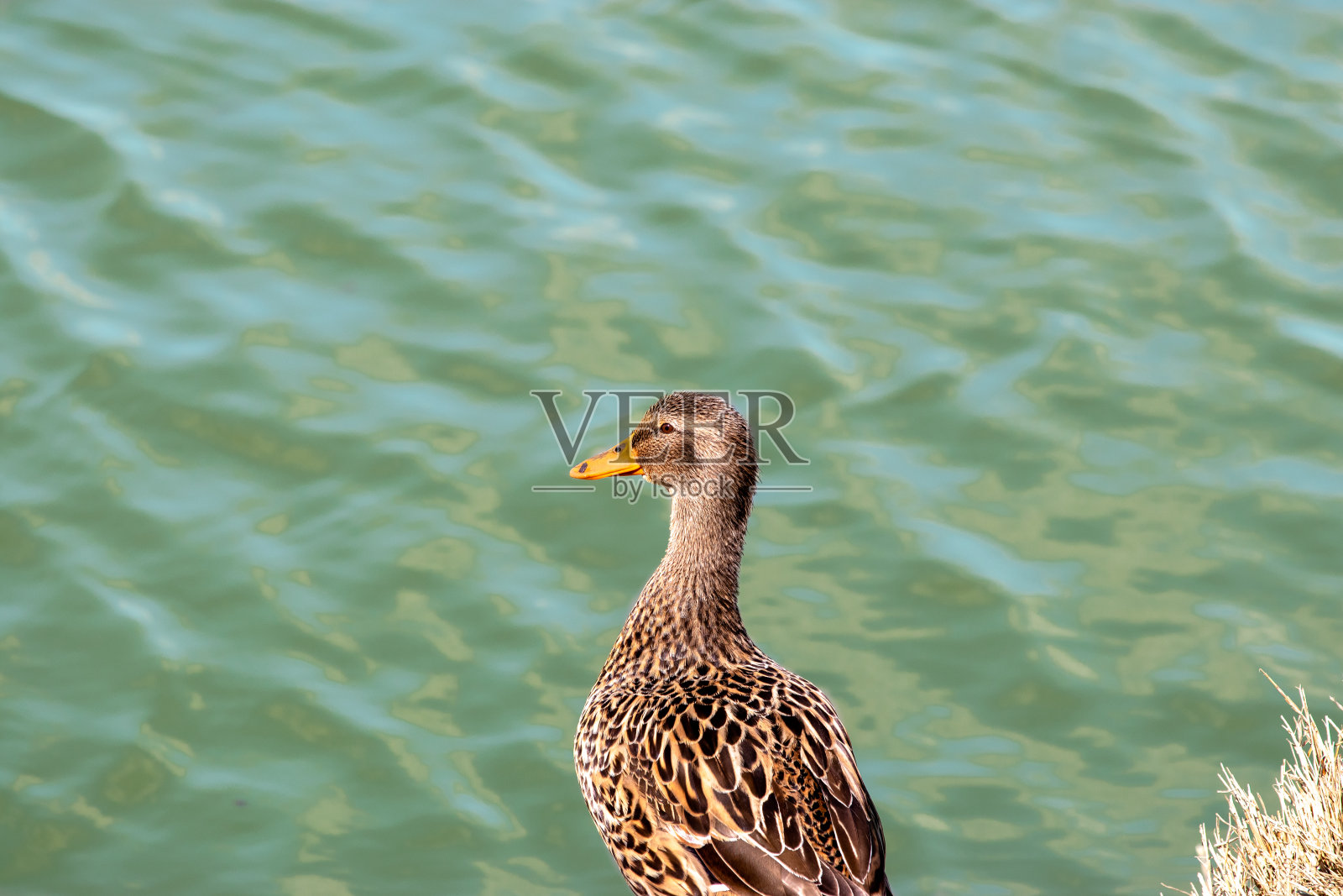 野鸭，野鸭，雌性，特写。照片摄影图片