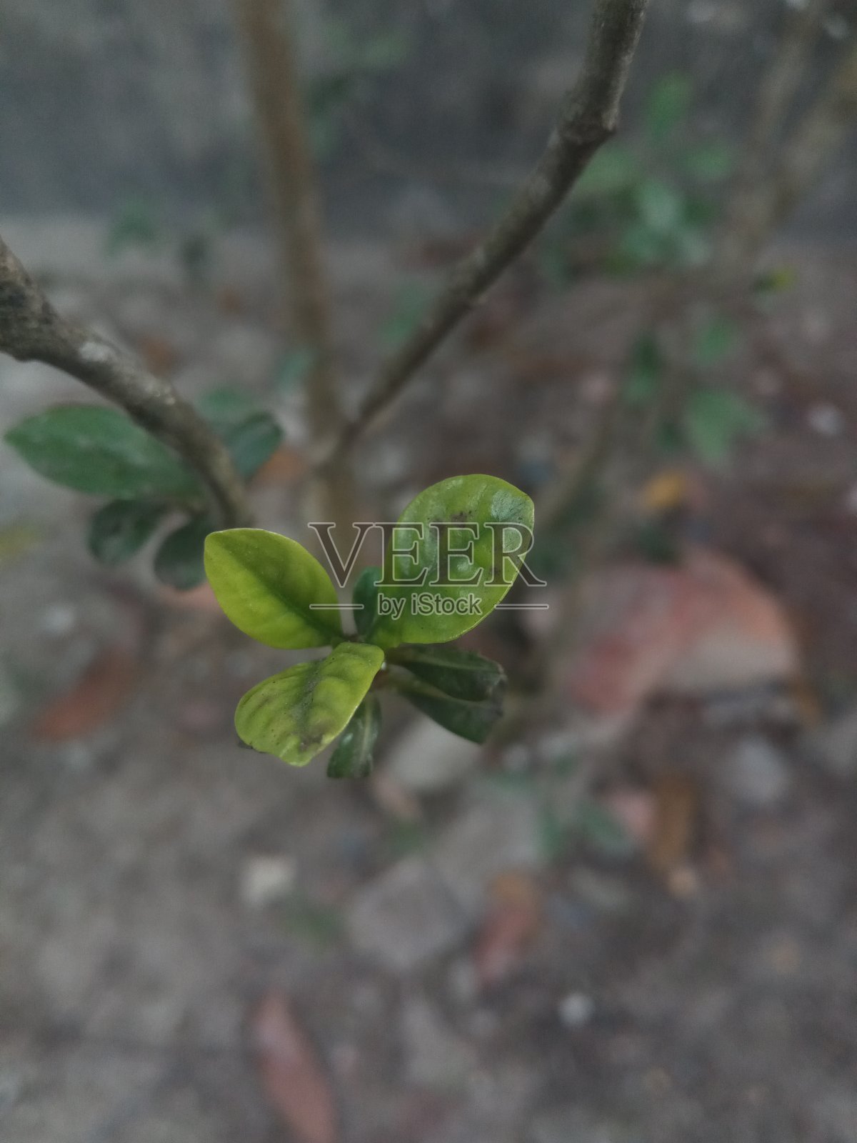 树叶照片摄影图片