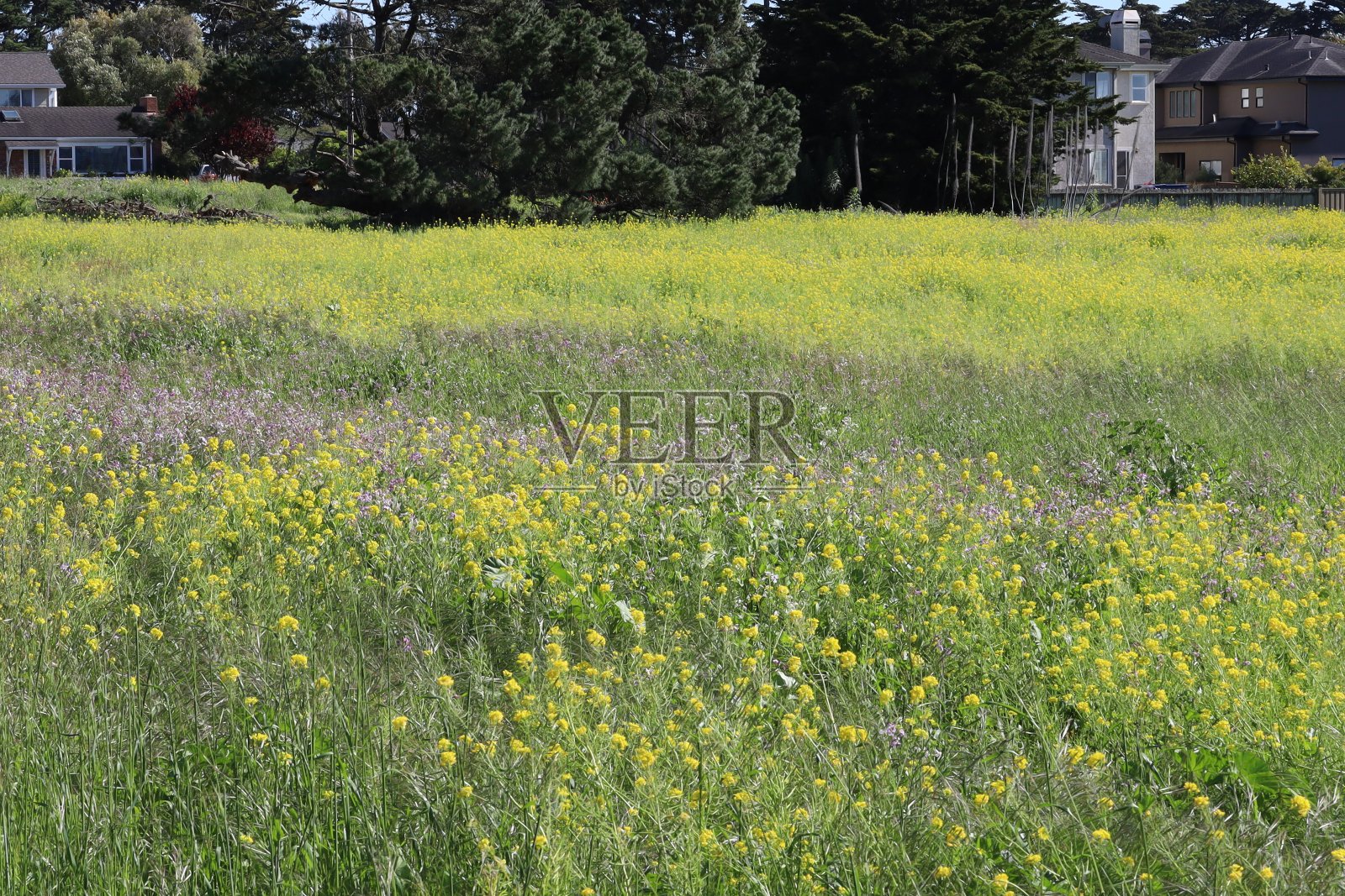 加州半月湾春天的野花照片摄影图片