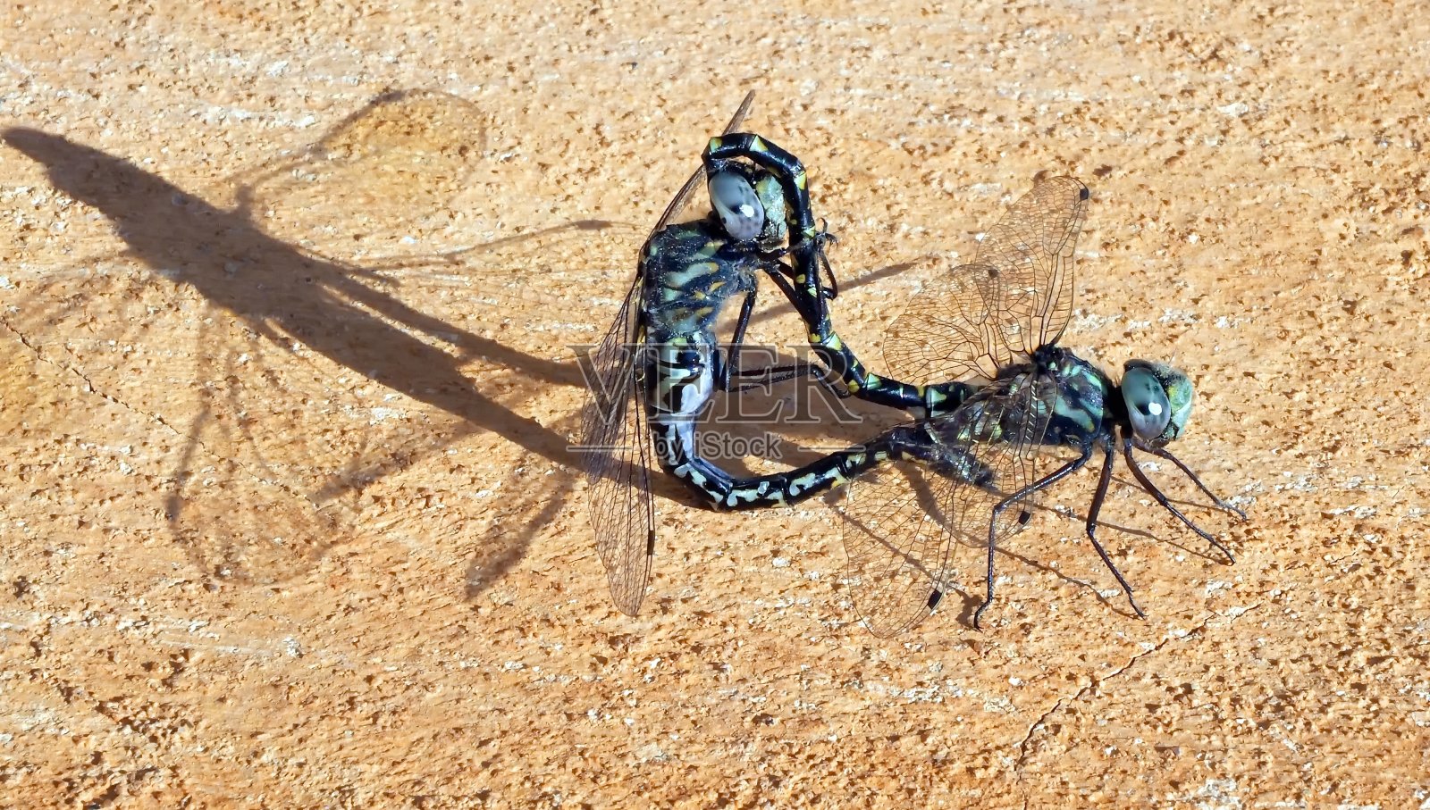 绿条纹达尔纳蜻蜓交配照片摄影图片