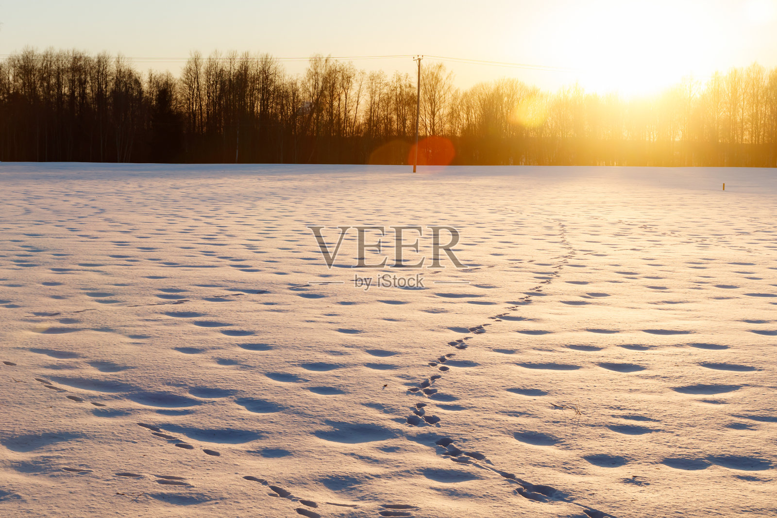 日落时分，雪地上有野兔的足迹。照片摄影图片