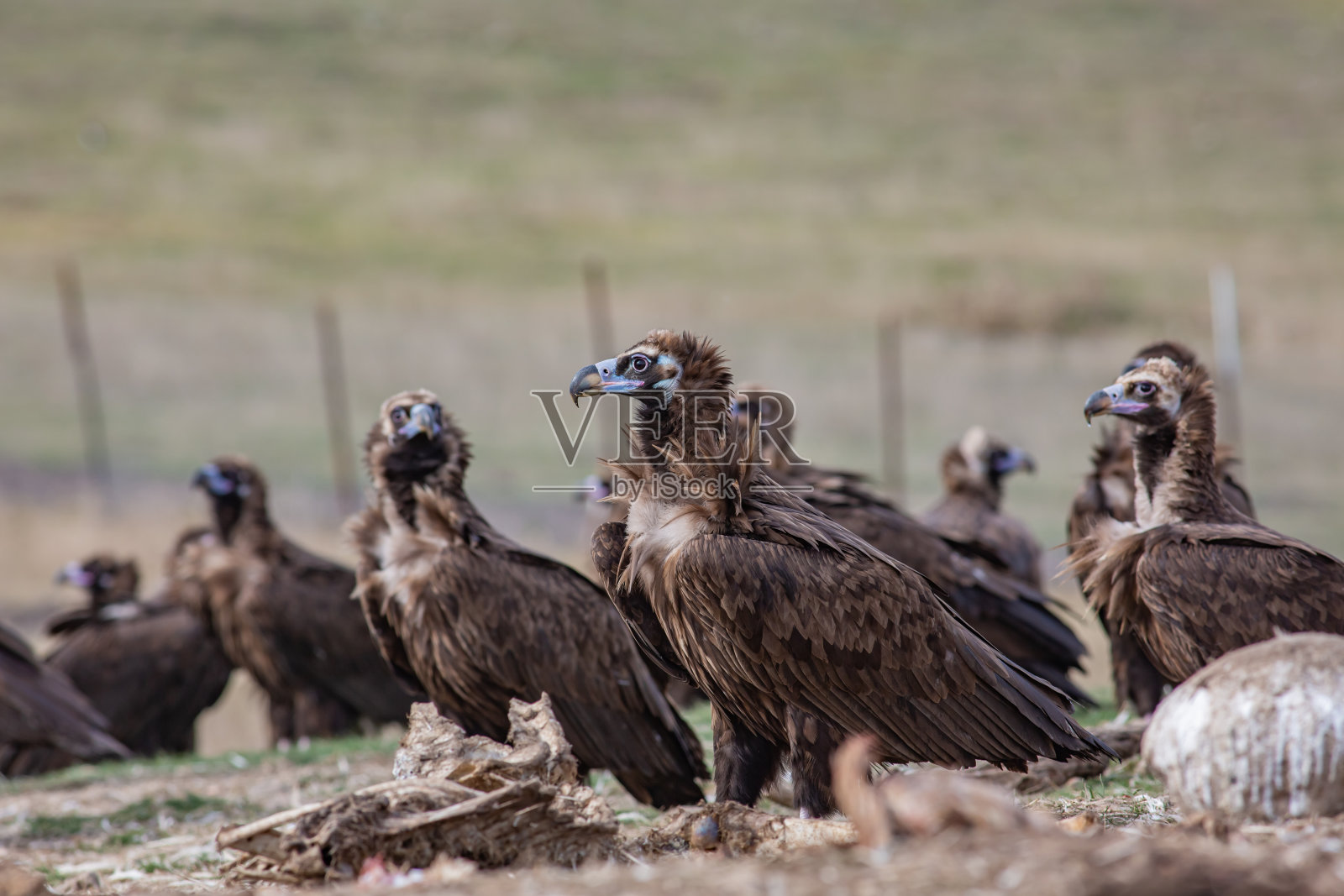 灰色的秃鹰照片摄影图片
