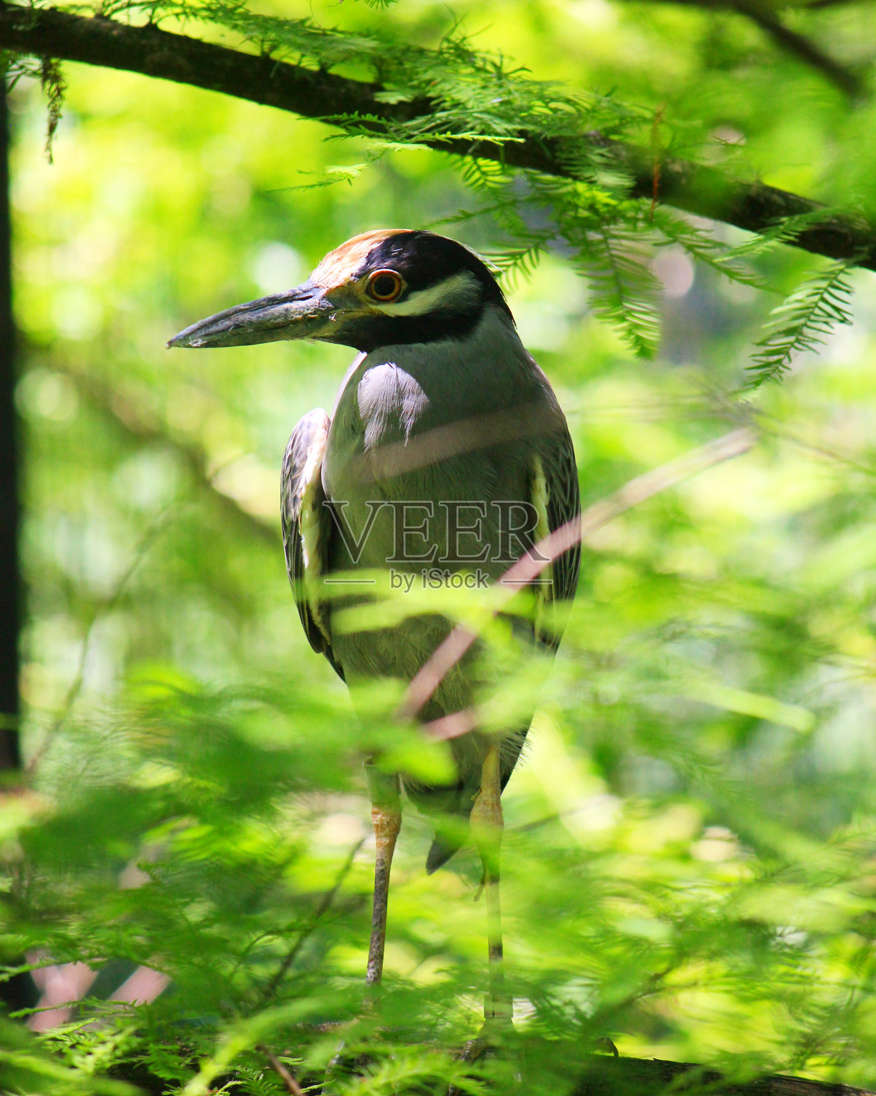 树栖木上照片摄影图片