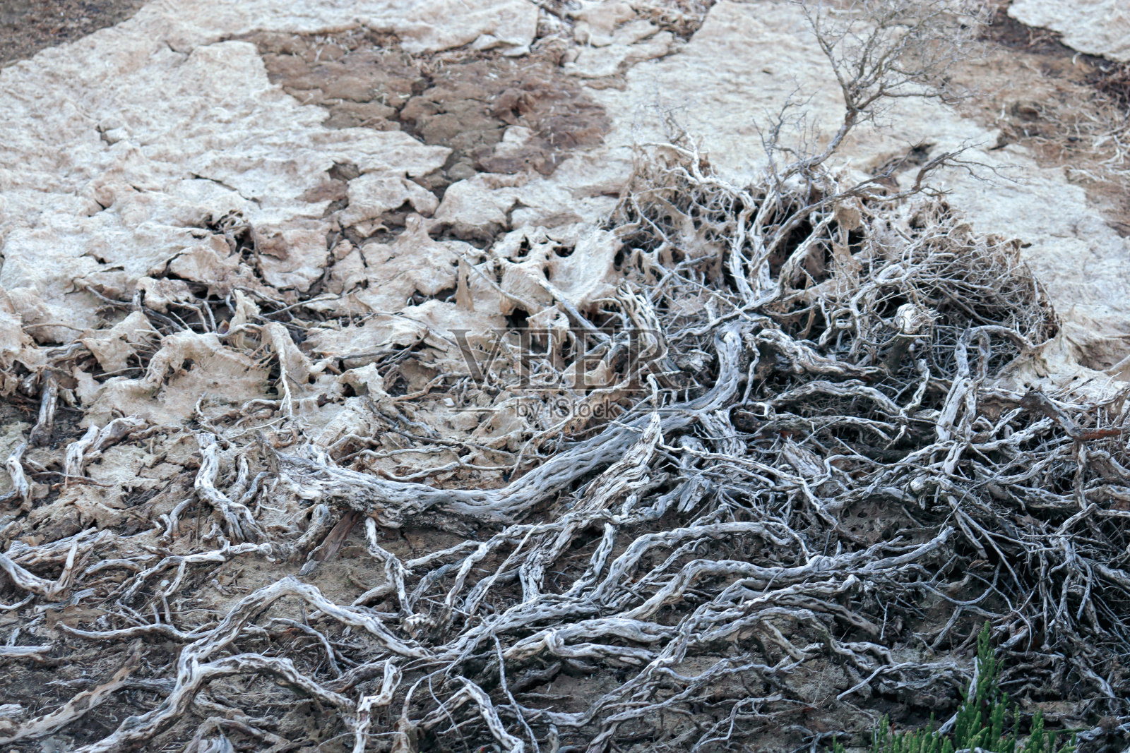 退潮时的浮木和湿沙照片摄影图片