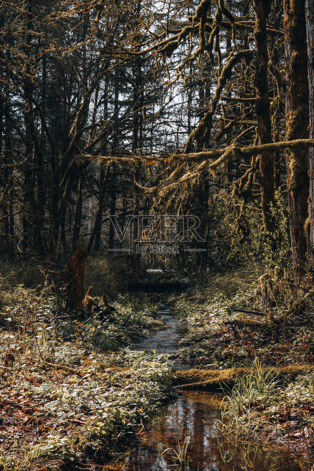 森林中的小溪照片摄影图片