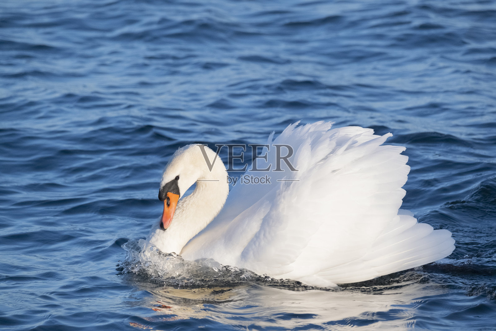 白色大天鹅对蓝色大海的特写。照片摄影图片