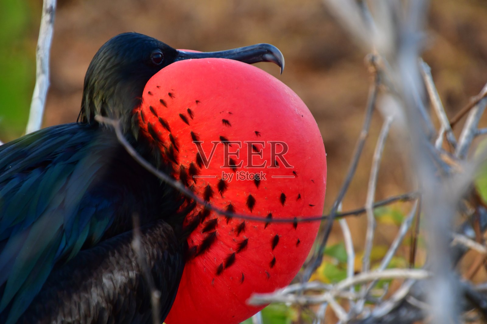 军舰岛照片摄影图片