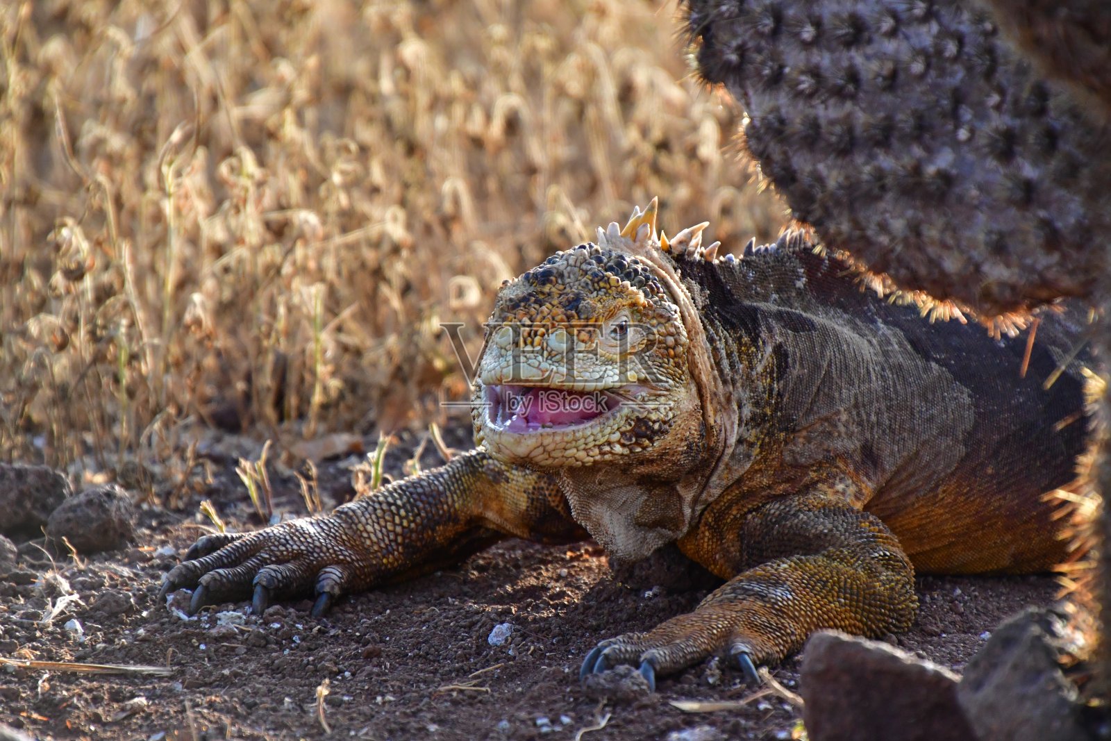陆地鬣蜥照片摄影图片