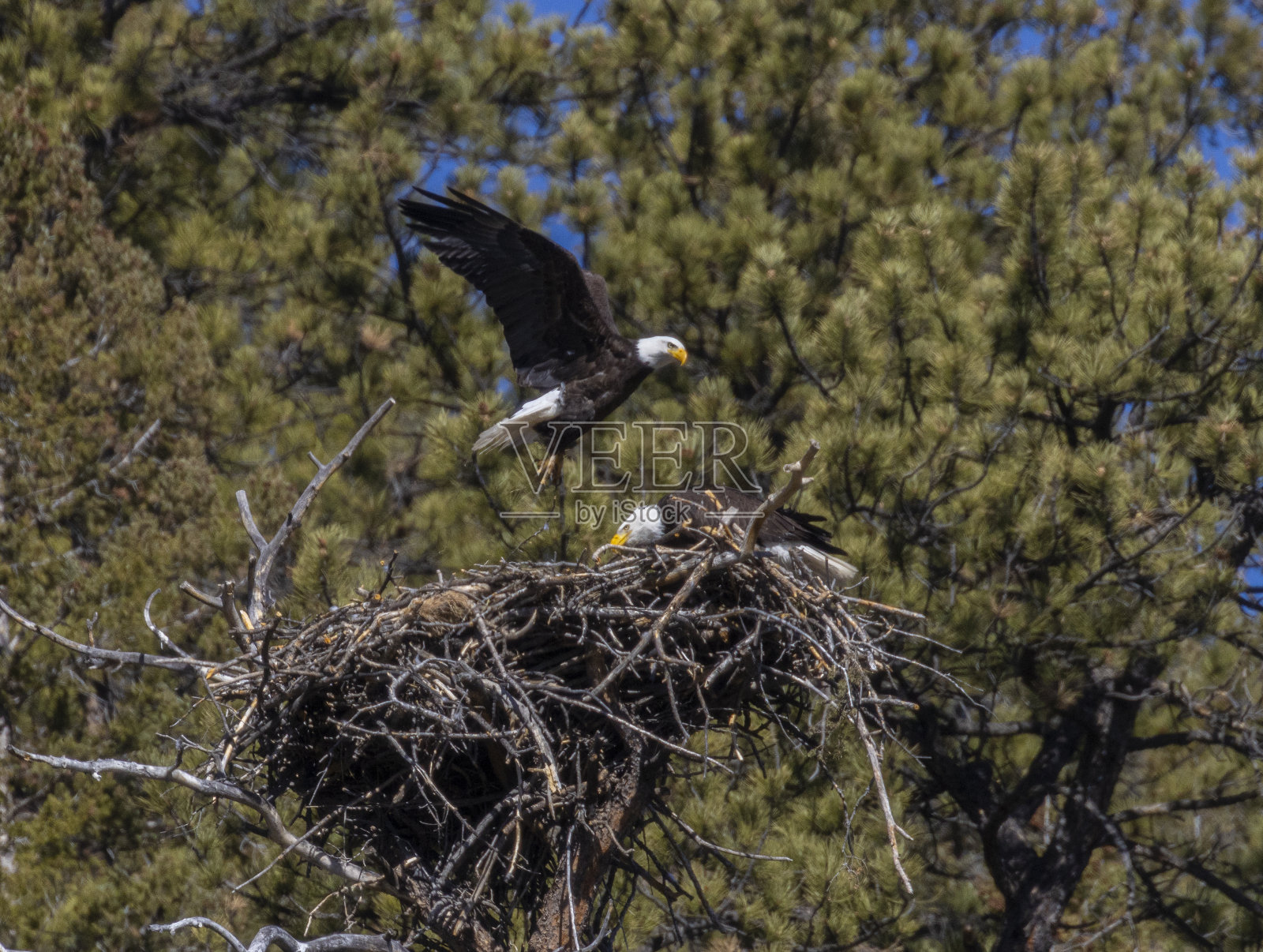 鸟巢里的秃鹰照片摄影图片