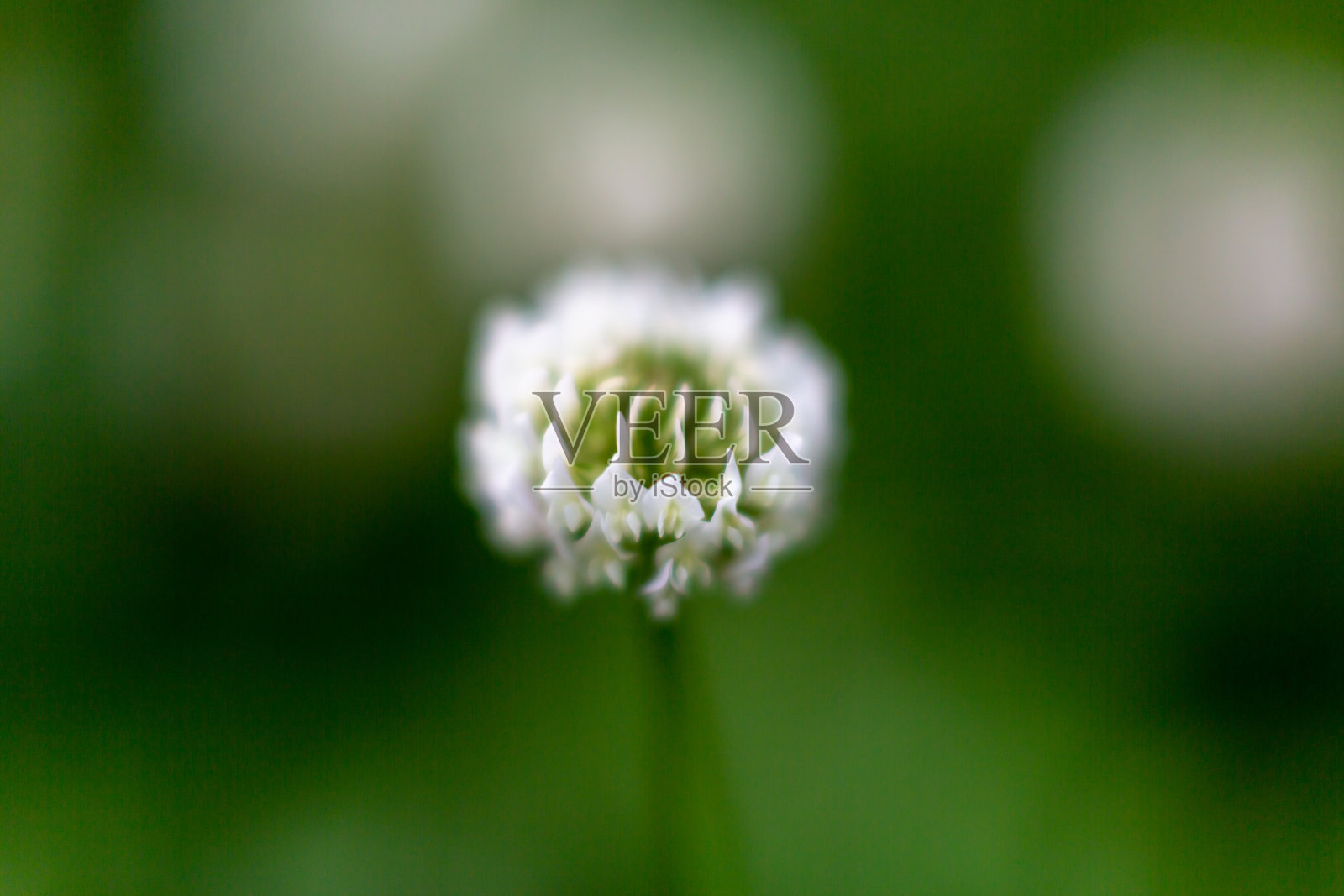 三叶草花照片摄影图片