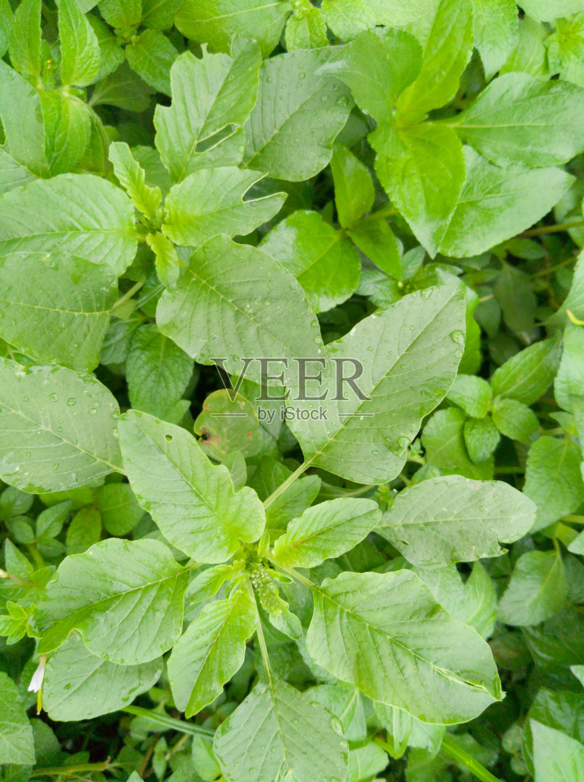 自然背景照片摄影图片