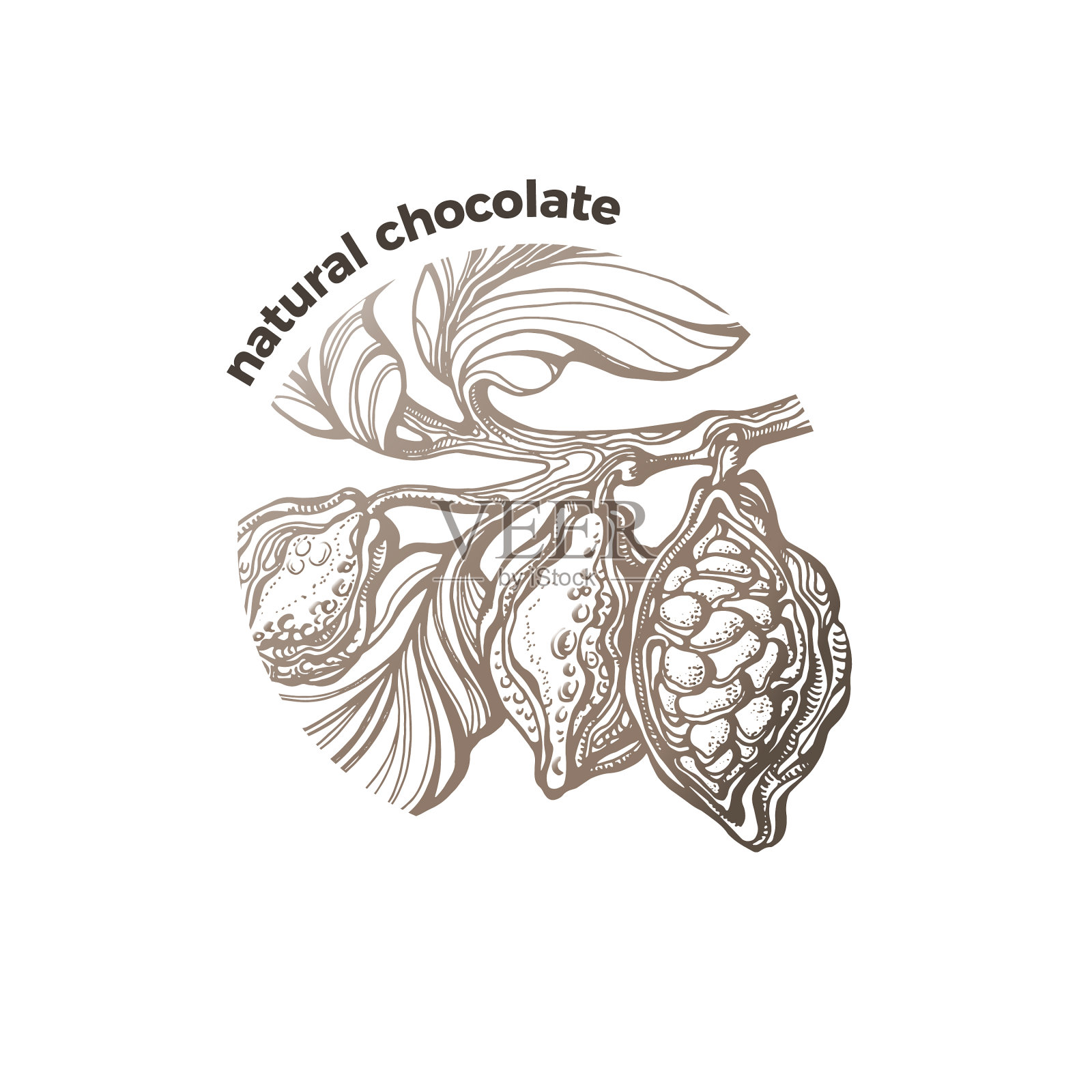 象征热带可可树巧克力豆果实设计元素图片