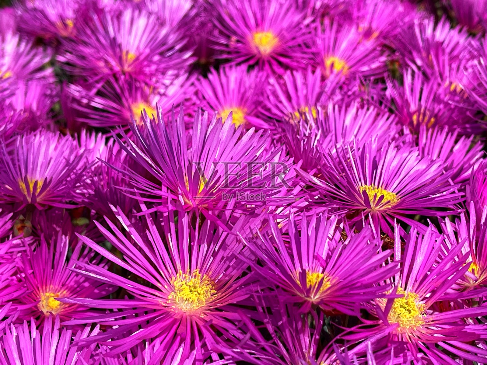 亮粉色花-彩色景观格式照片摄影图片