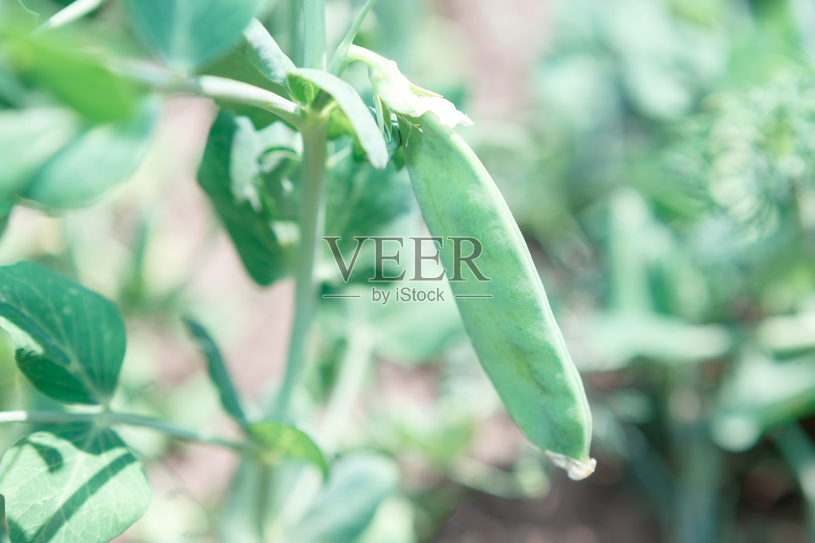 豌豆生长照片摄影图片
